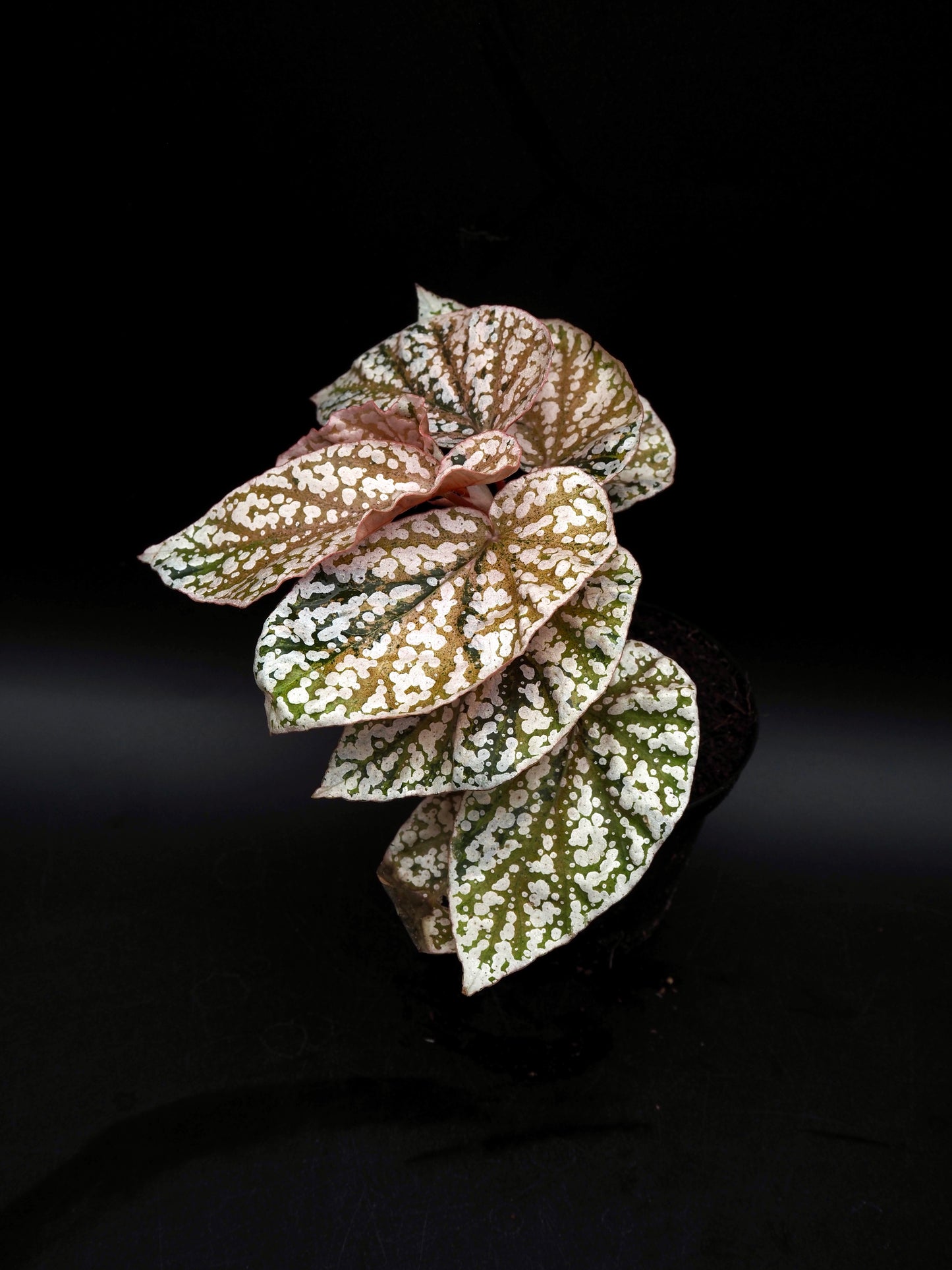 Begonia Snow capped variegata