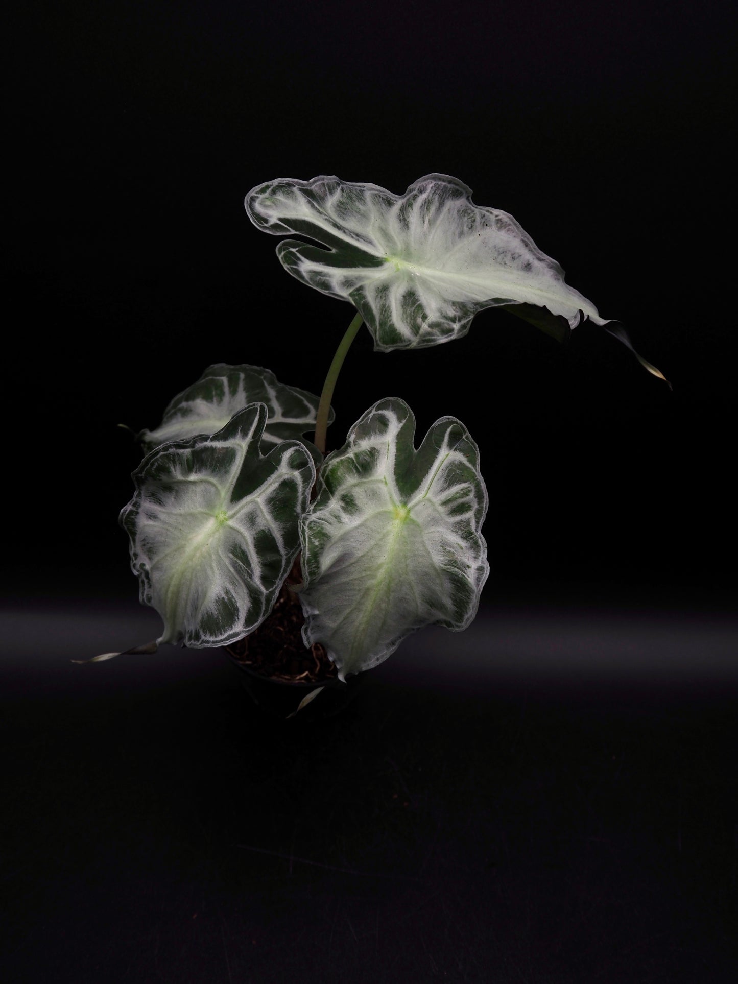 Venin d'Alocasia
