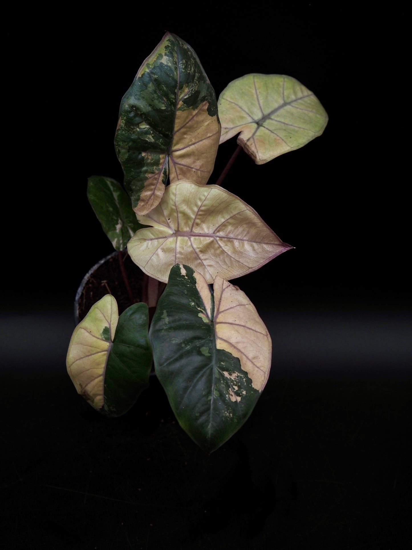 Alocasia Yucatan Princess Pink