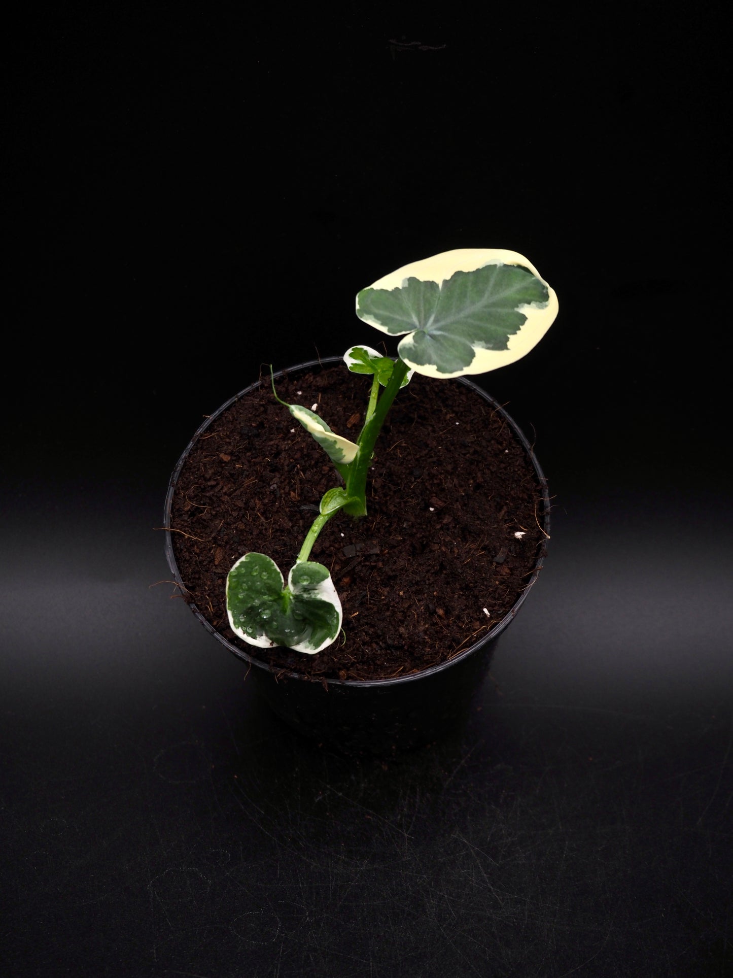 Colocasia Mickey Mouse