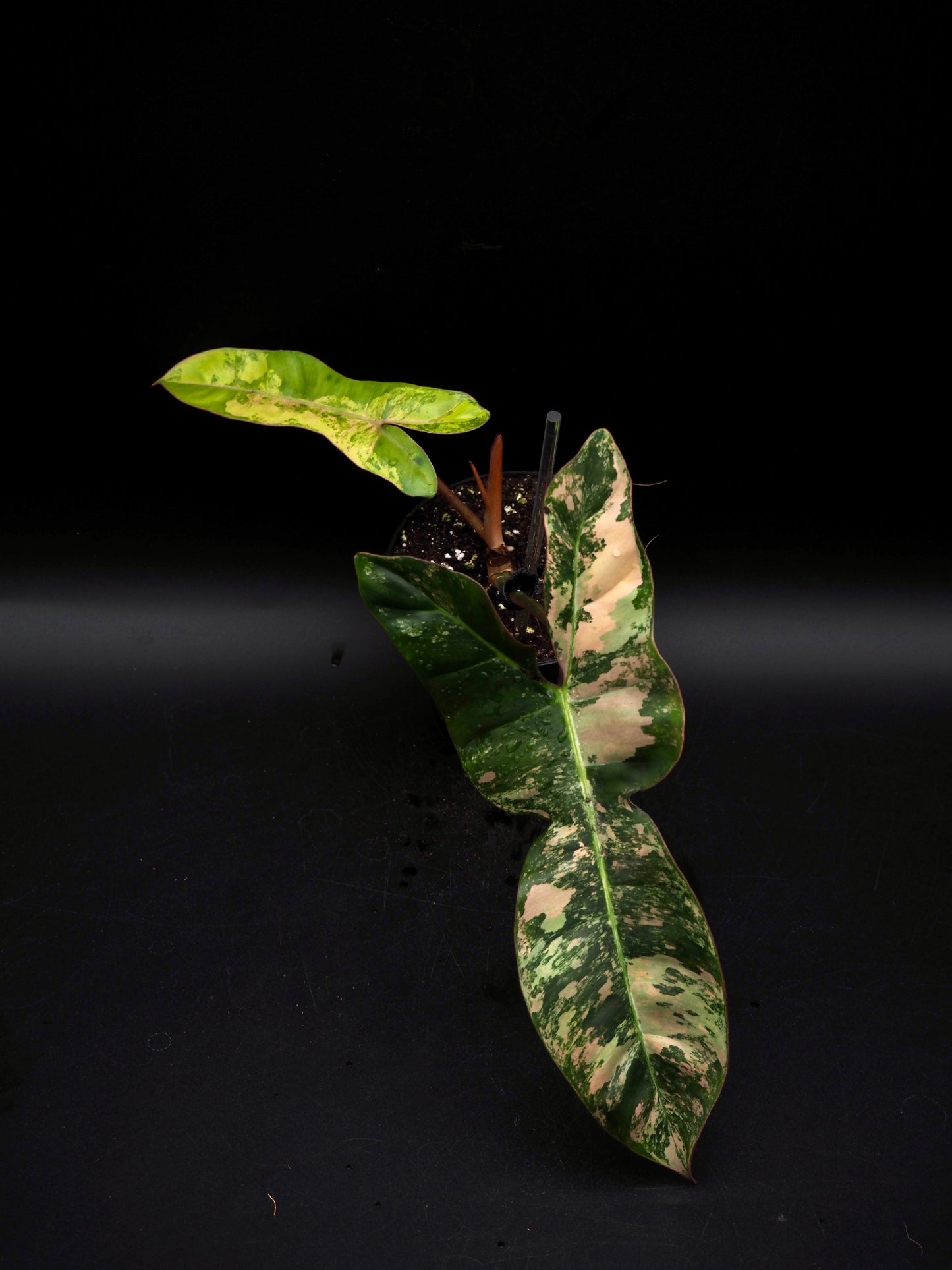 Philodendron Florida Beauty x Billitiea (Jennifer)
