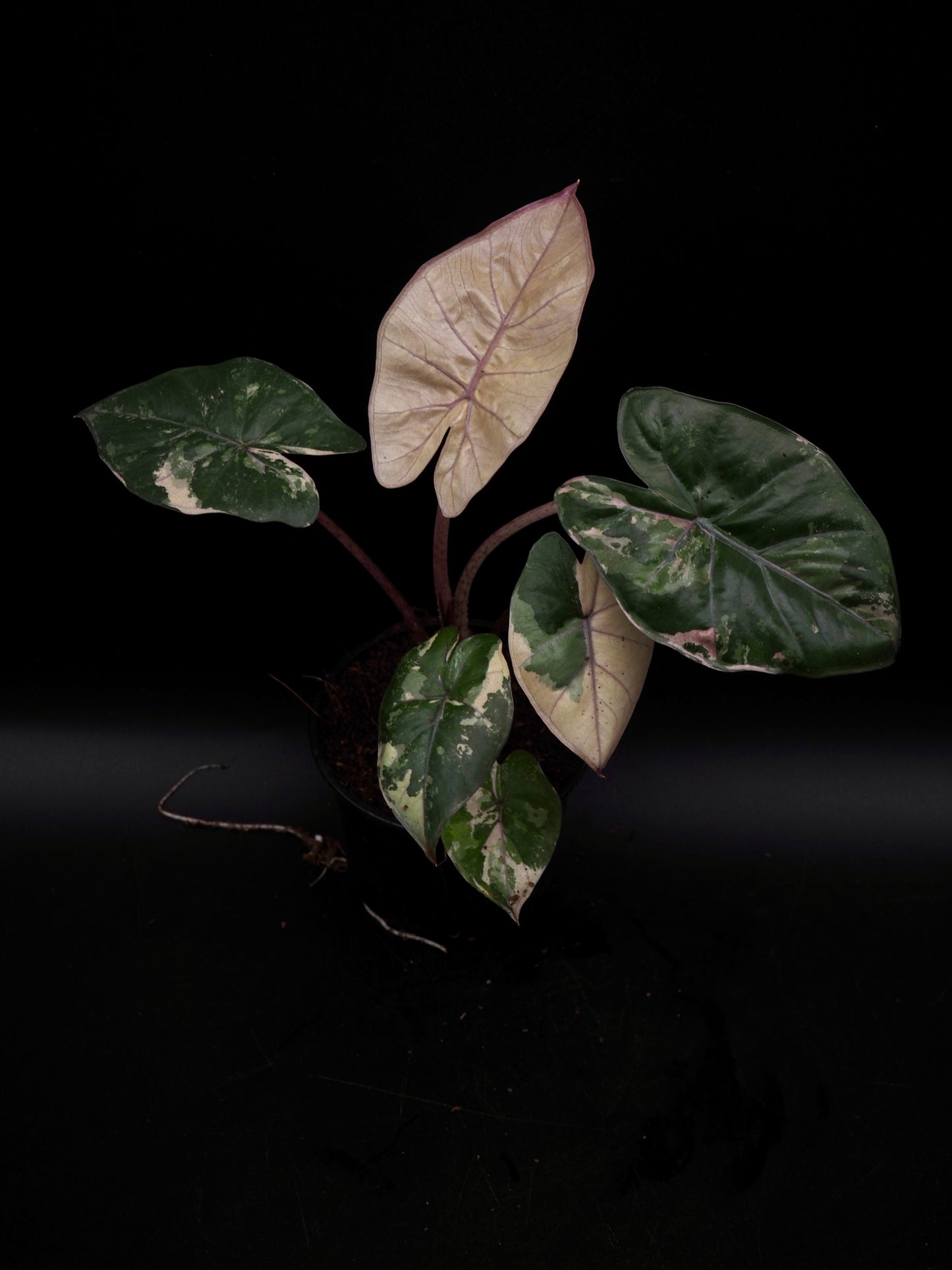 Alocasia Yucatan Princess Pink
