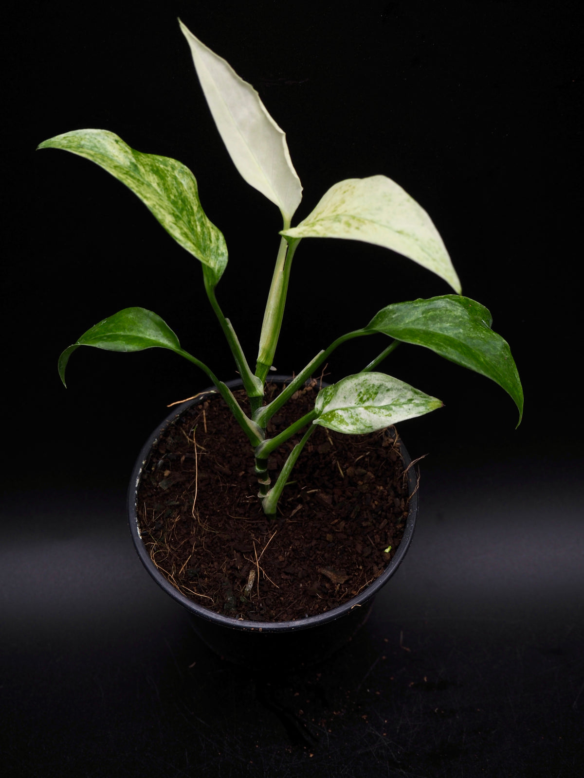 Monstera Laniata Mint