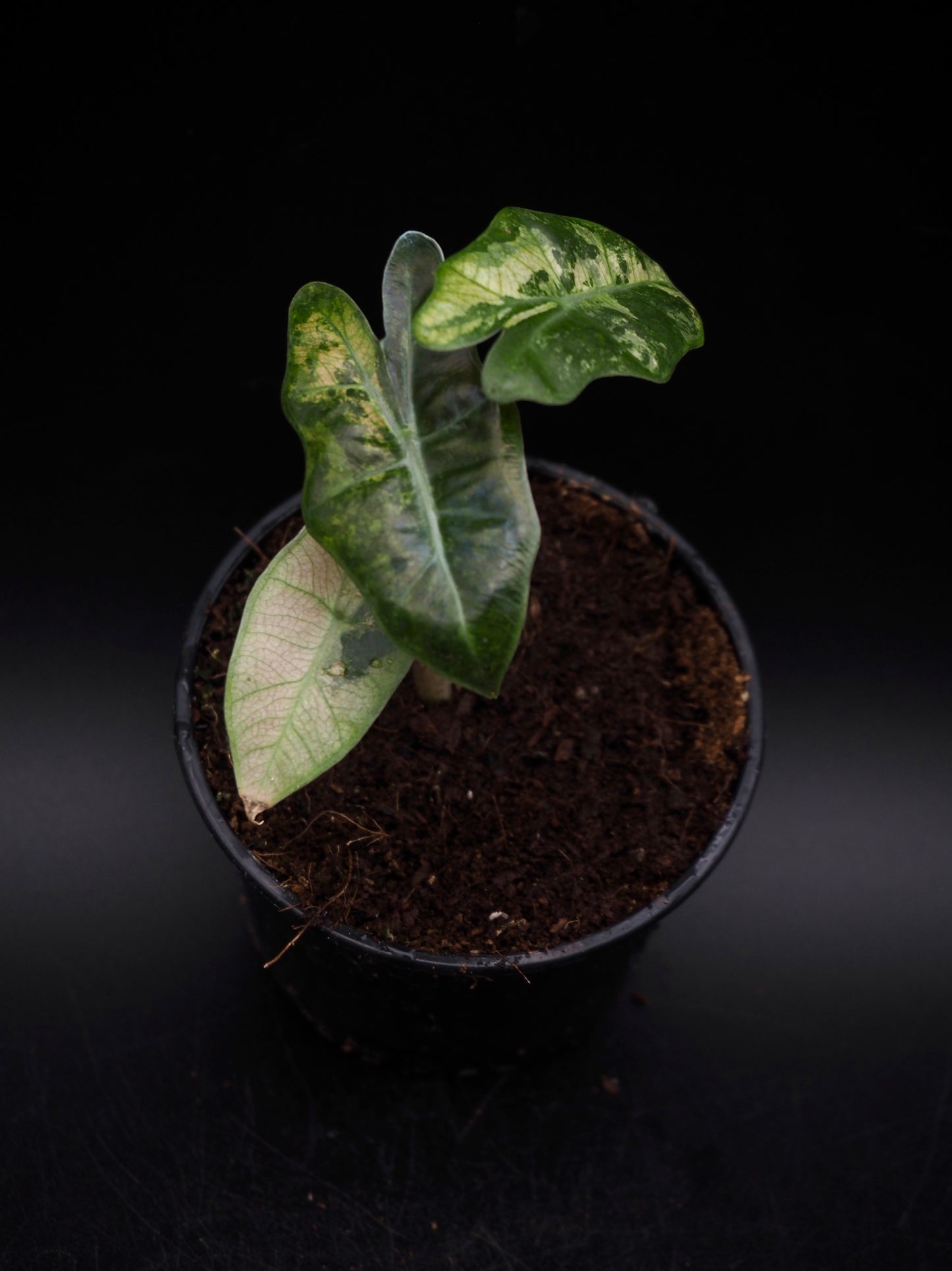 Alocasia Pseudo Sanderiana Pink