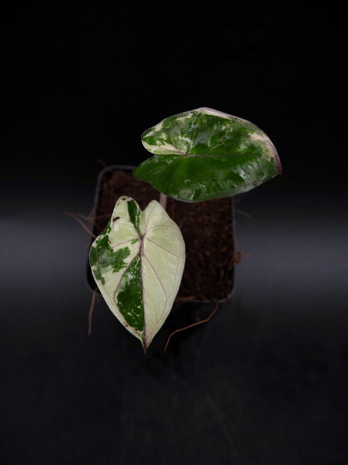 Alocasia Yucatan Princess Pink