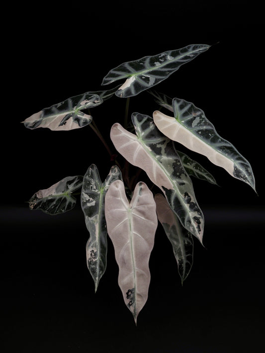 Alocasia Bambino Pink Variegata