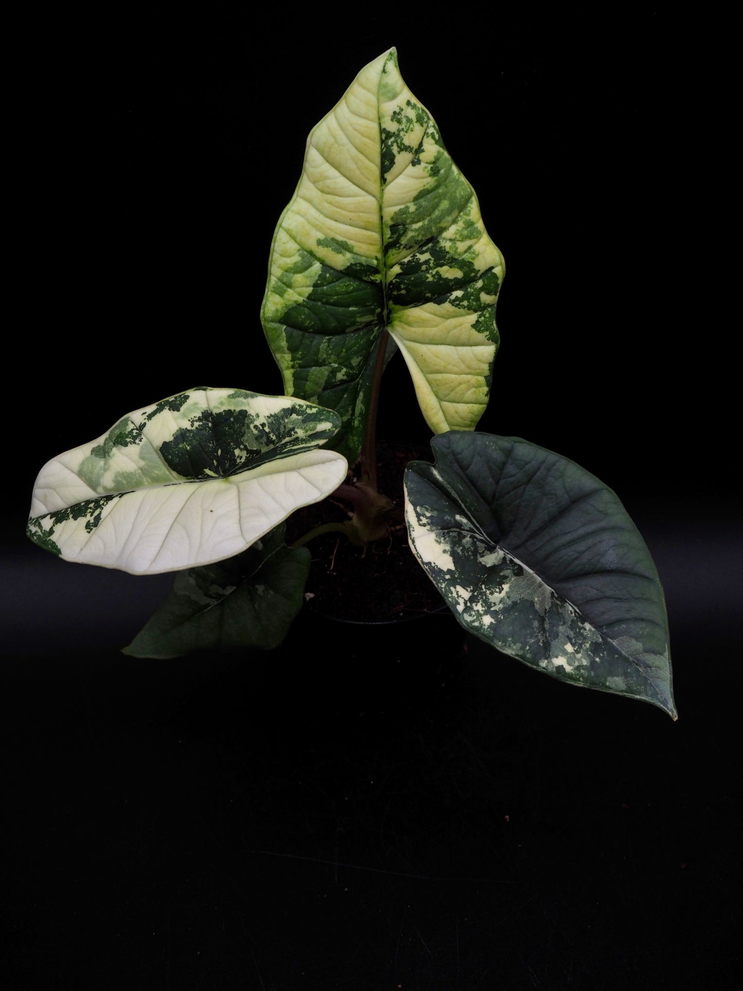 Alocasia Platinum Albo