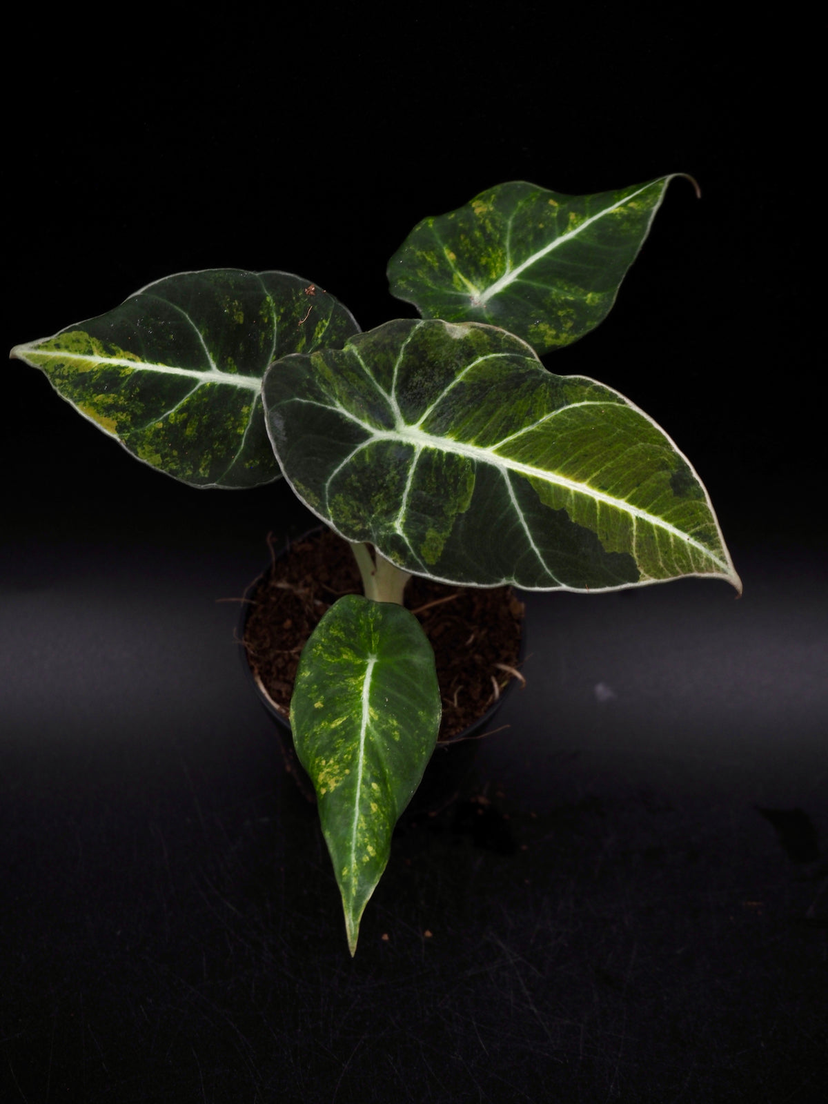 Alocasia Black Velvet Gold