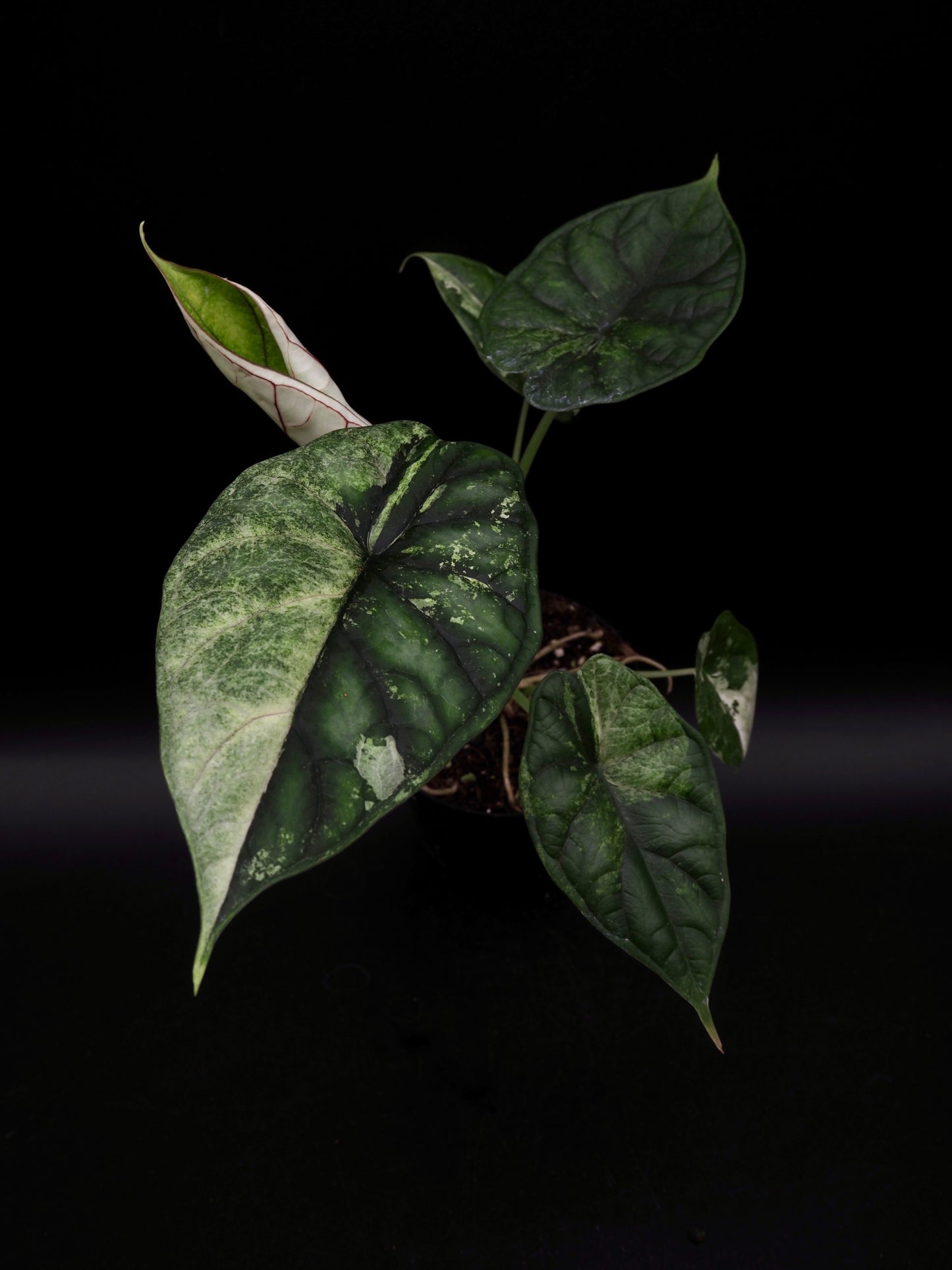 Alocasia Dragon Scale Albo Variegata