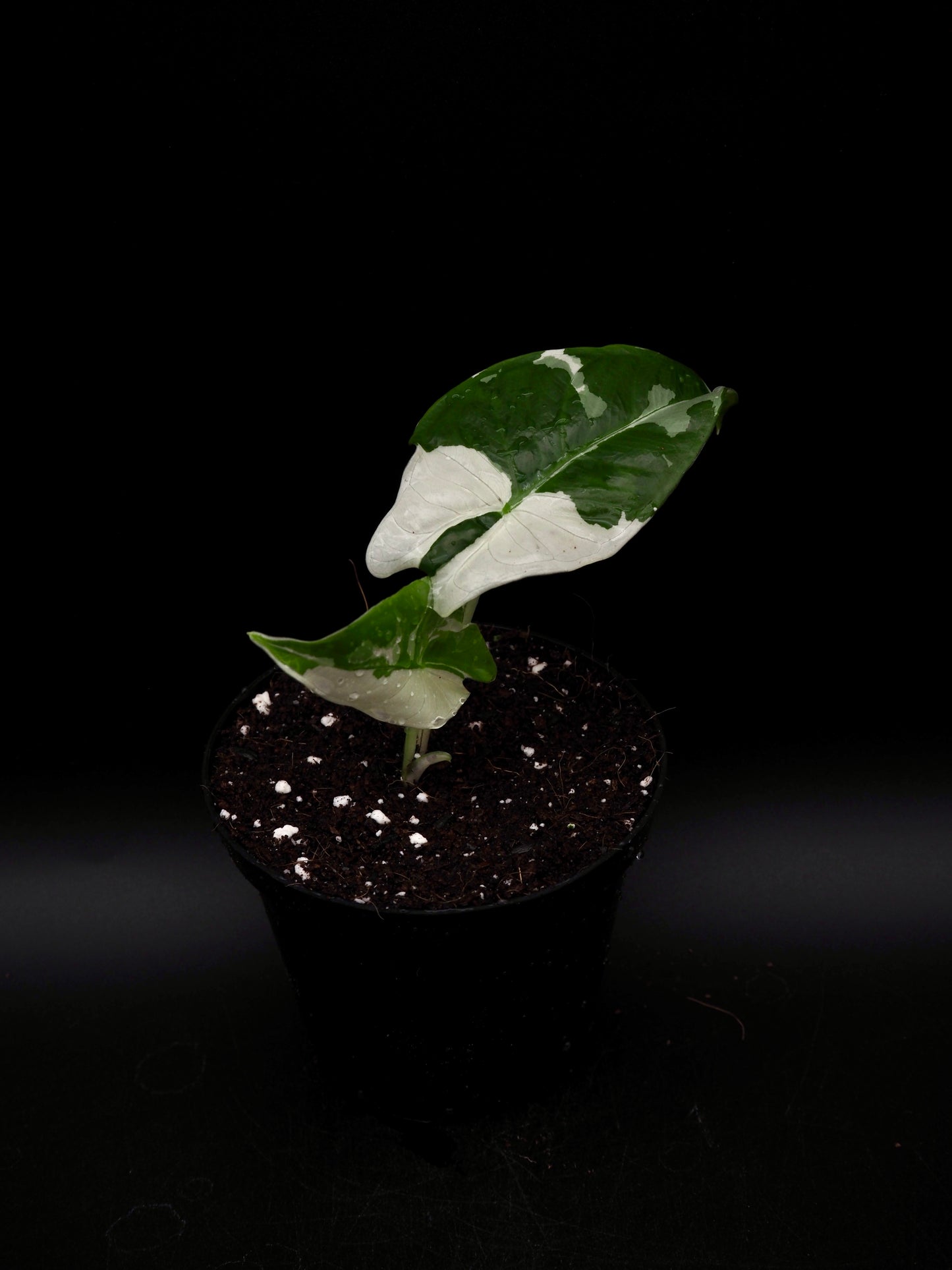 Alocasia Fornicata Albo