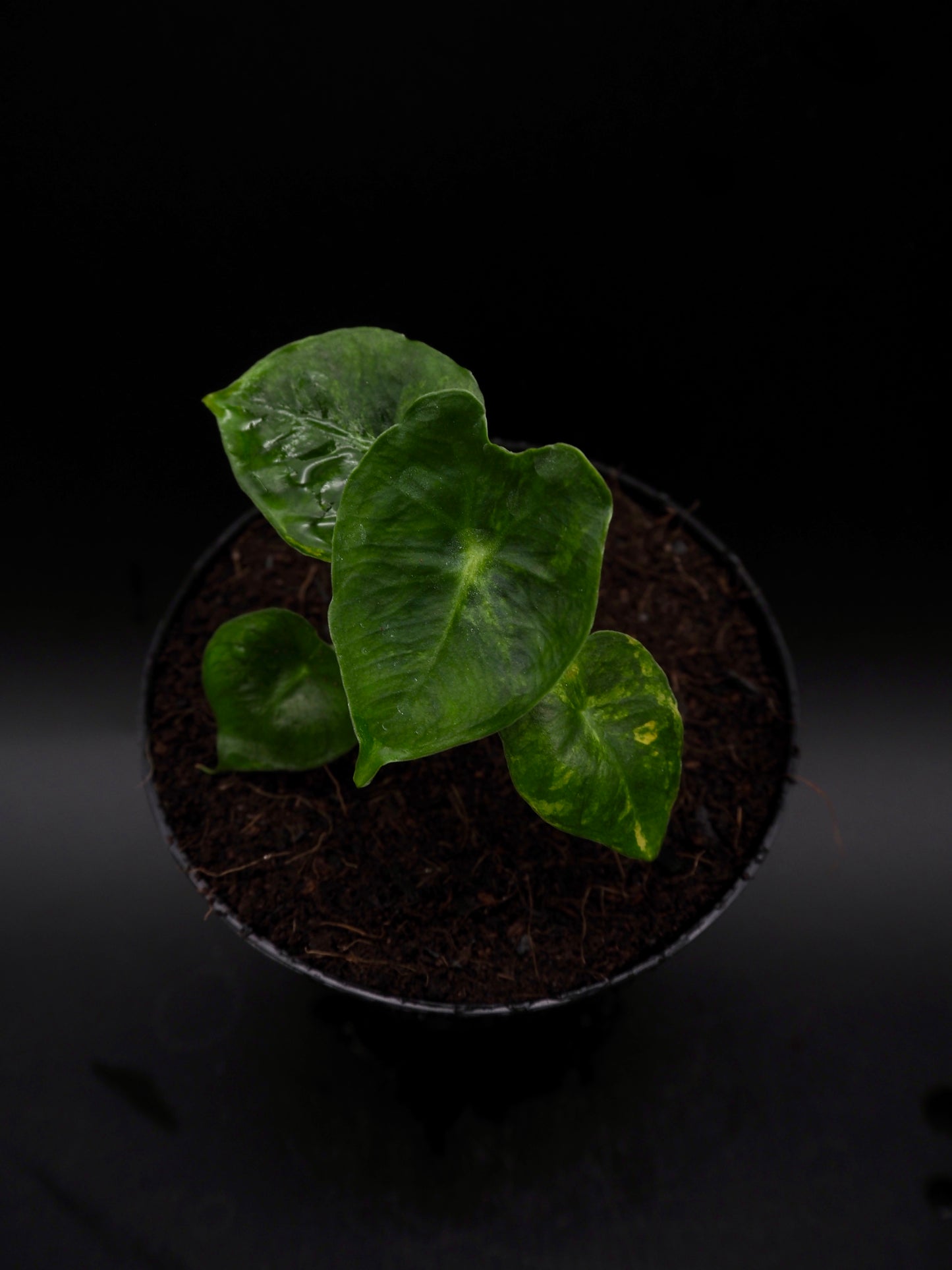 Alocasia Frydek Dorayaki