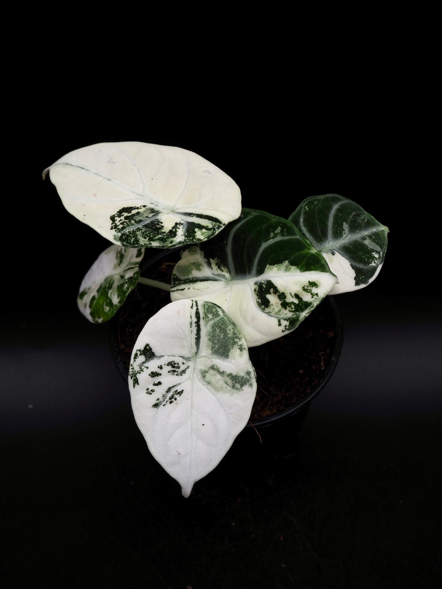 Alocasia Ninja Albo