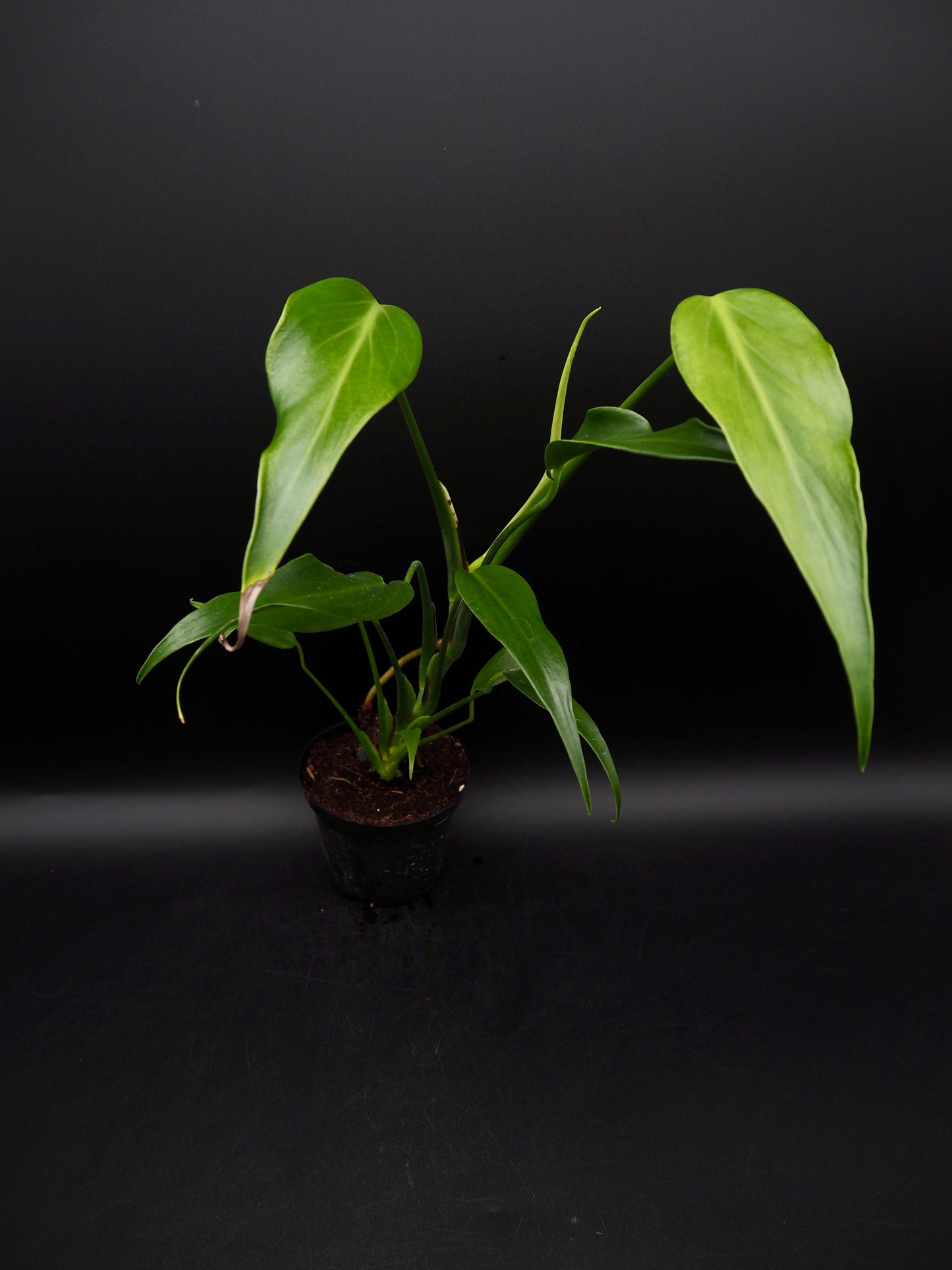 Monstera Burle Marx Flame