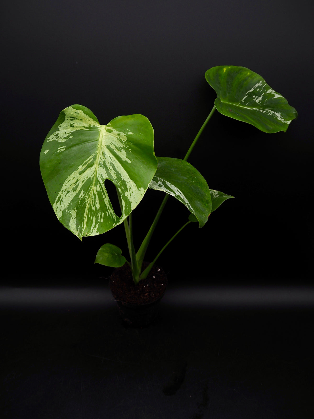Monstera Bulbasaur