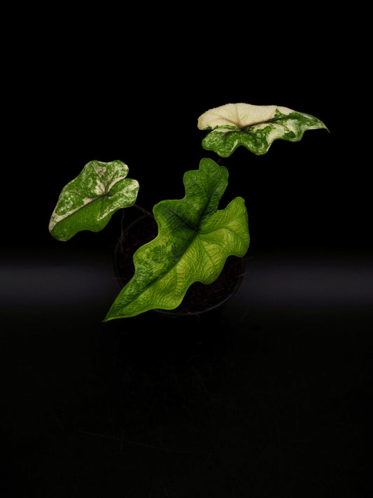 Alocasia Jacklyn Aurea Variegata
