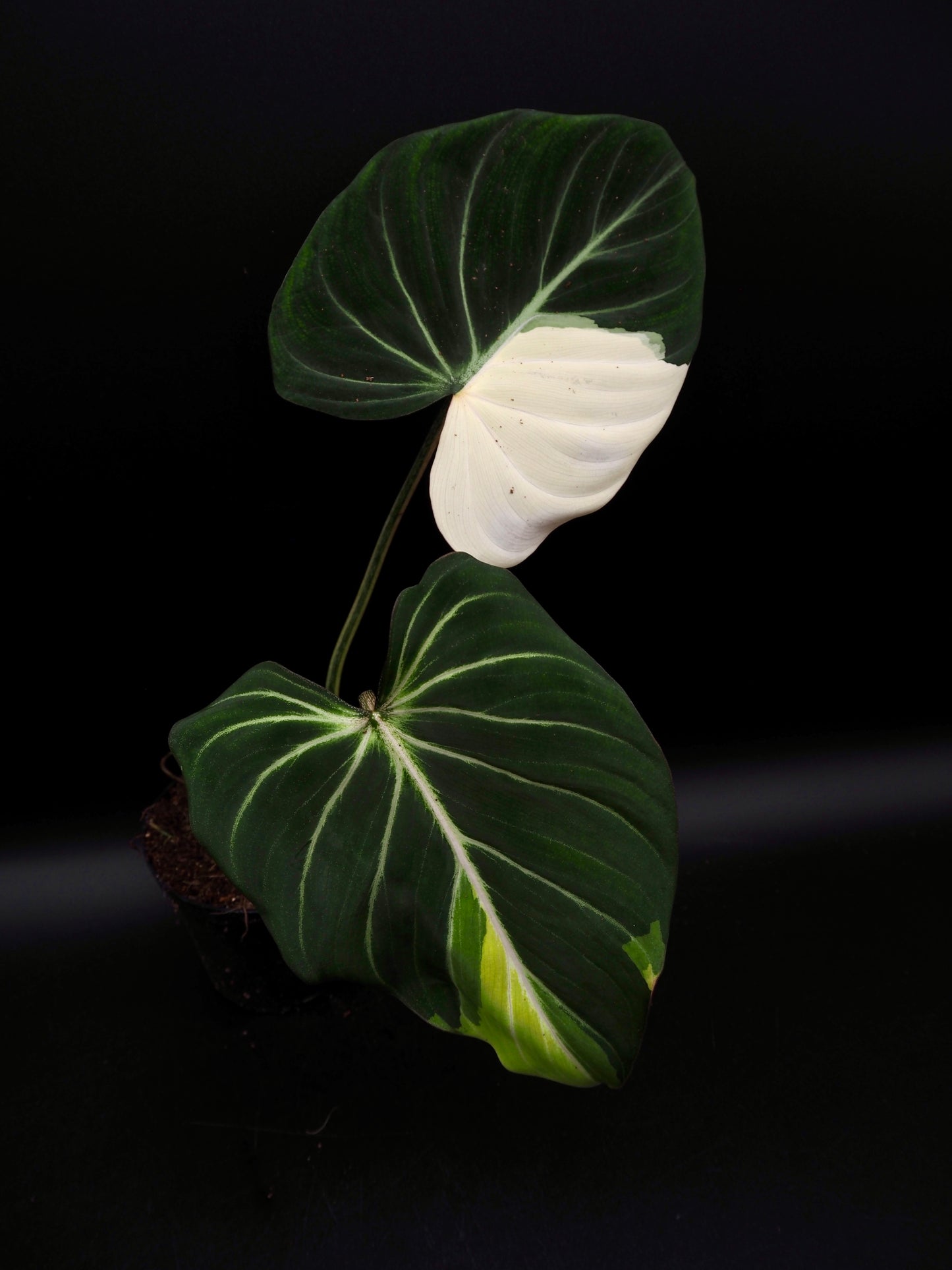 Philodendron Gloriosum Albo Variegata
