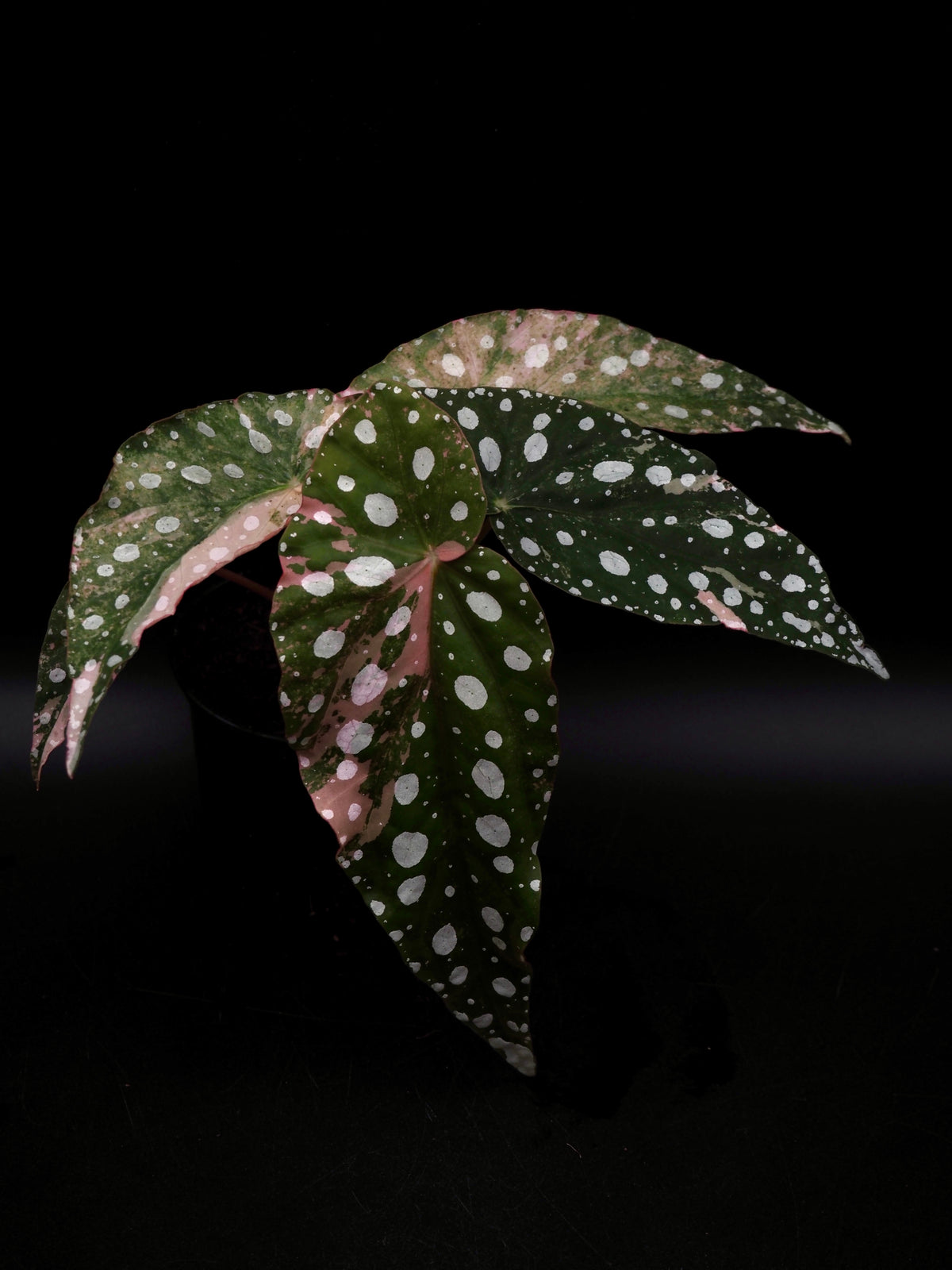 Begonia Maculata Pink Variegata
