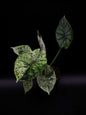 Alocasia Dragon Scale Menthe Variegata