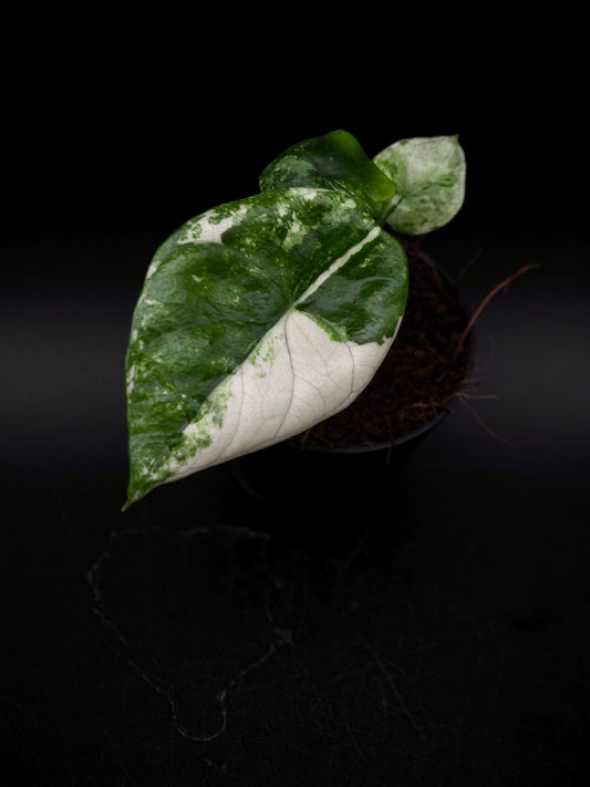 Alocasia Sinuata Albo