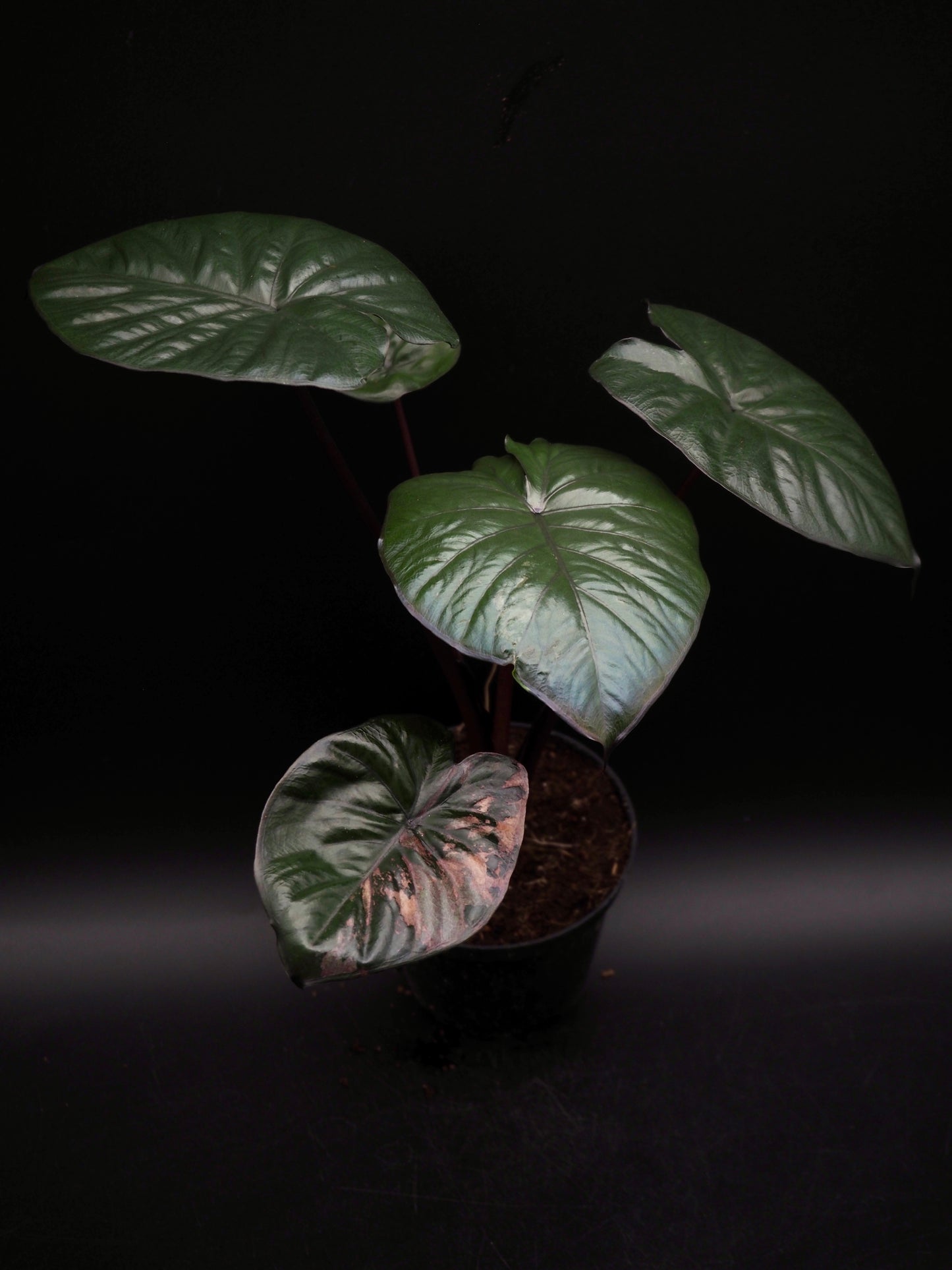 Alocasia Serendipity Variegata