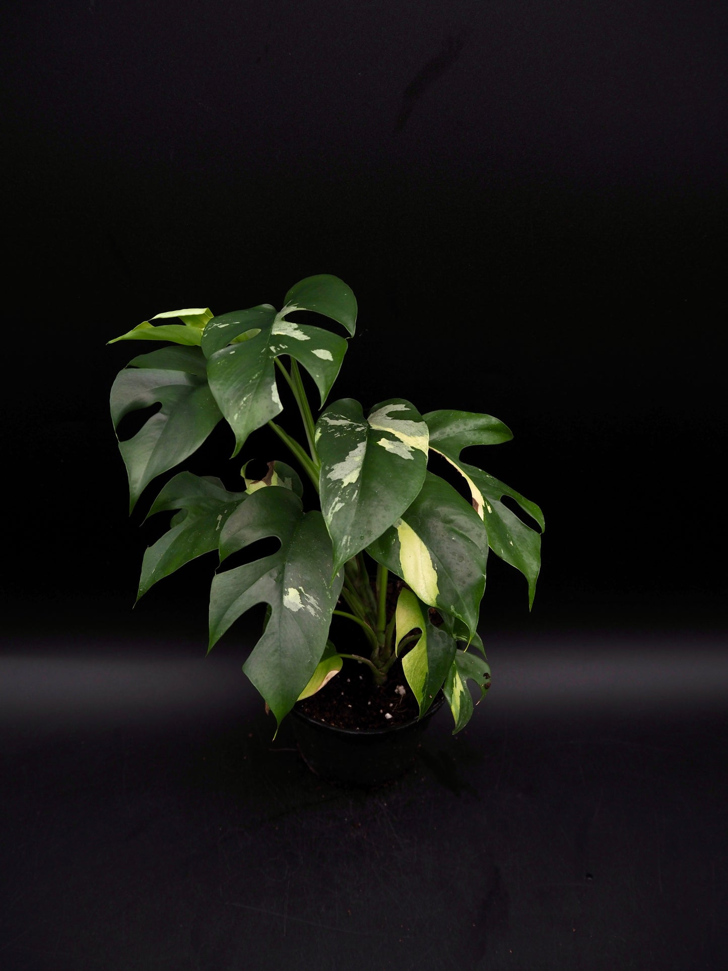 Rhaphidophora Tetrasperma Variegata