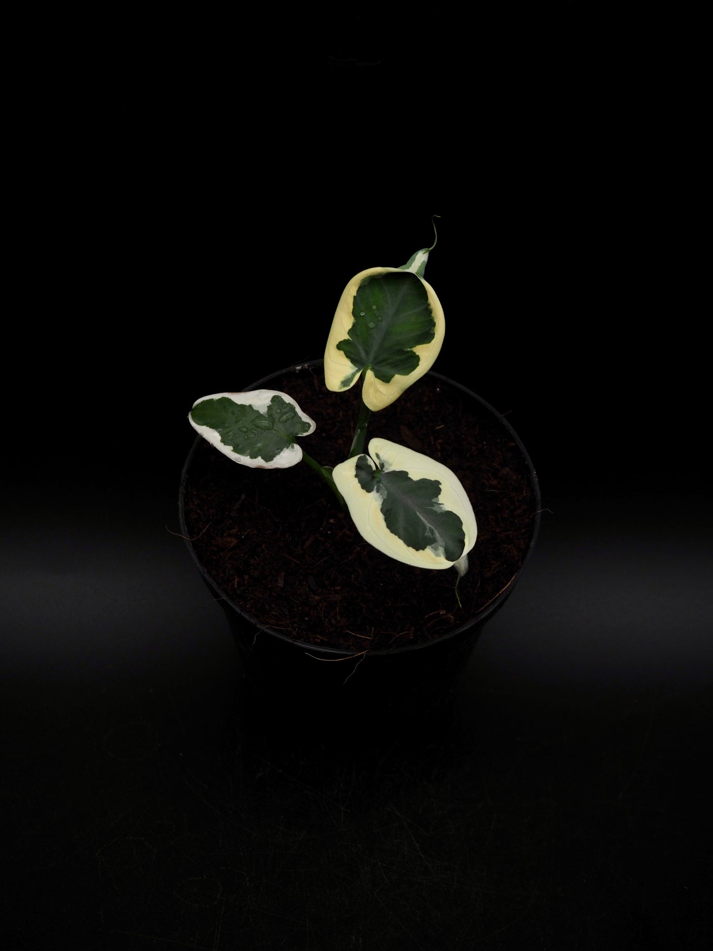 Colocasia Mickey Mouse