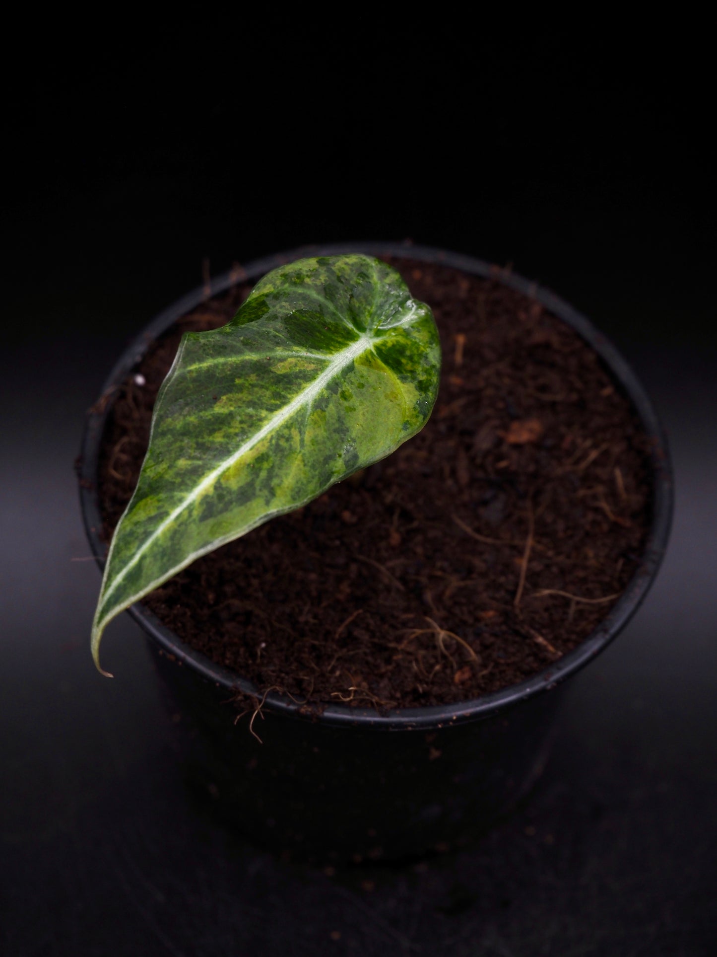 Alocasia Black Velvet Gold