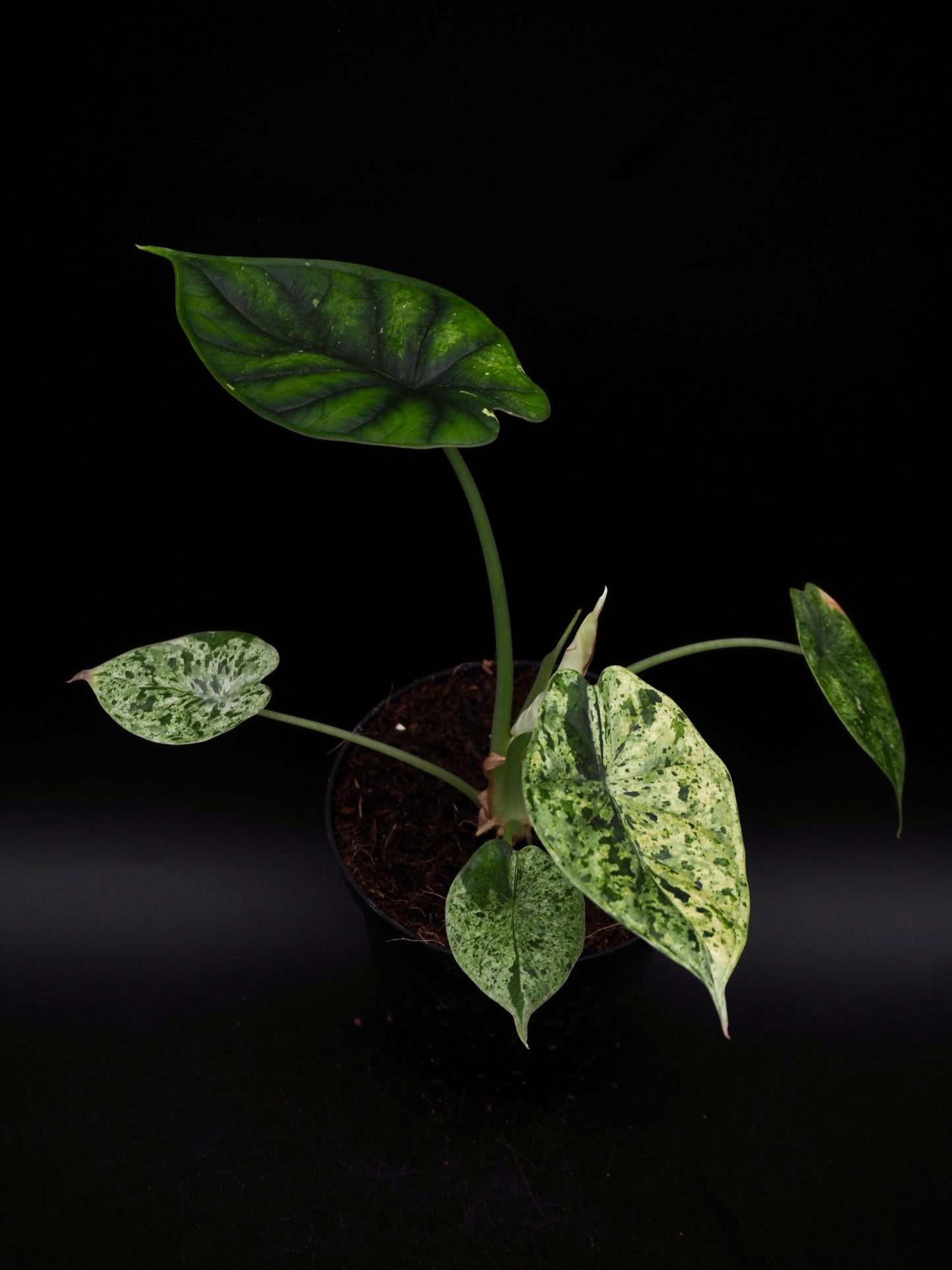 Alocasia Dragon Scale Mint Variegata