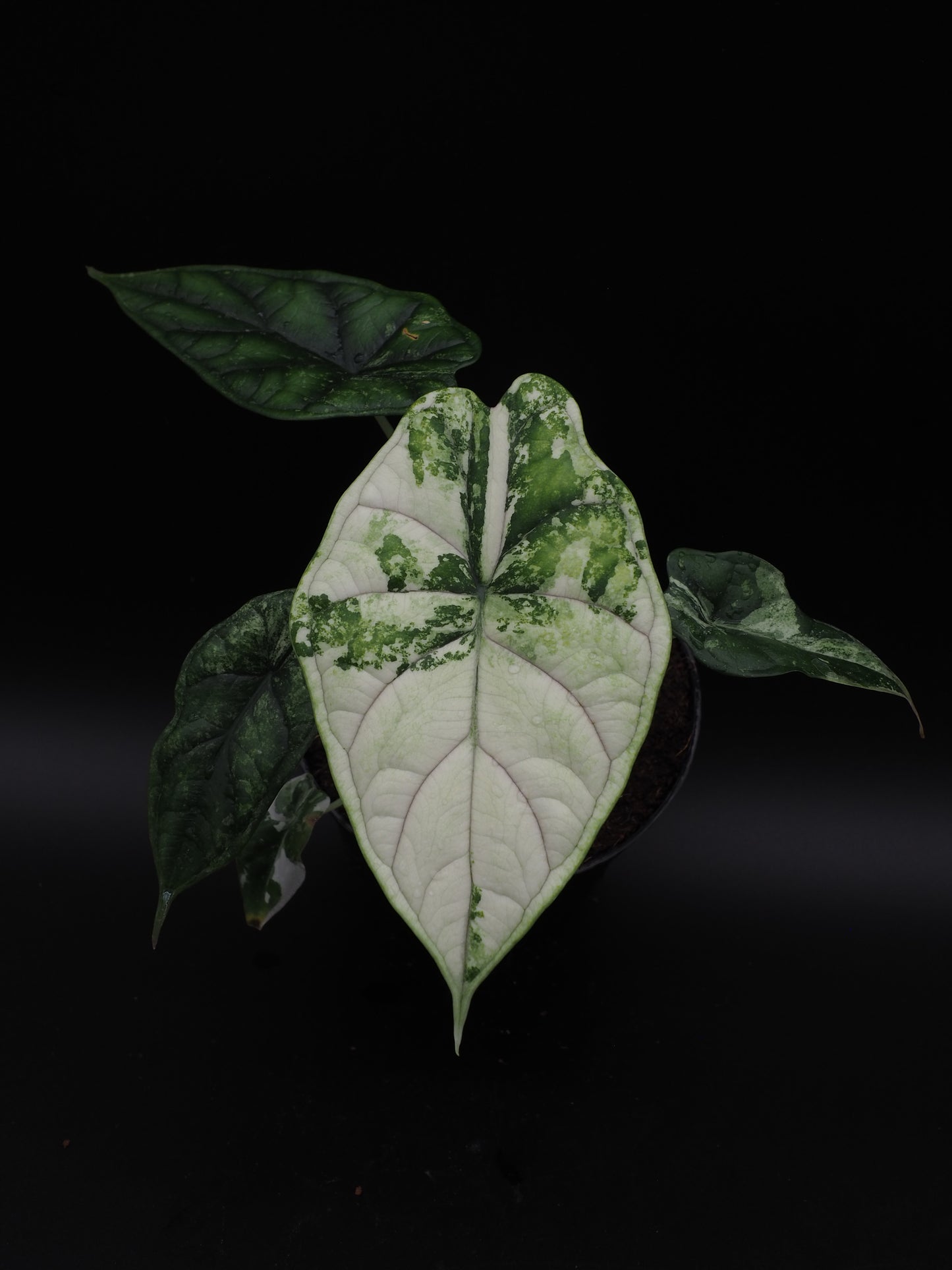 Écaille de dragon Alocasia Albo Variegata