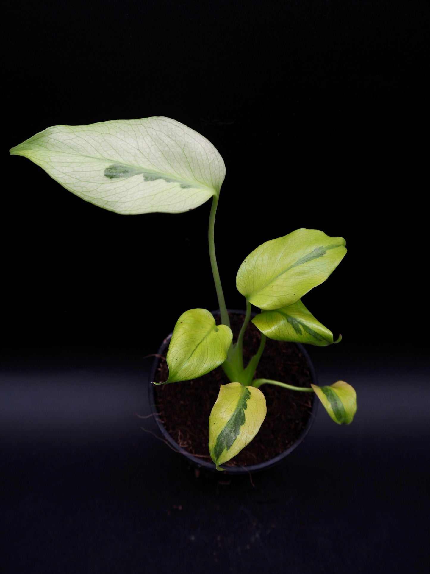 Monstera Deliciosa Mutation Noid
