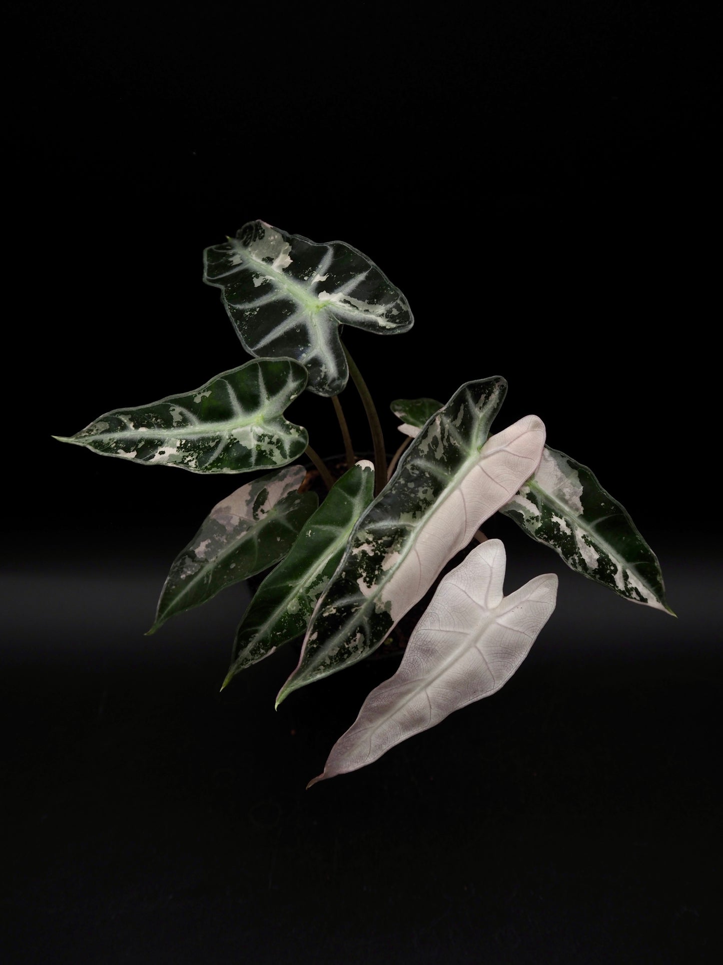 Alocasia Bambino Pink Variegata