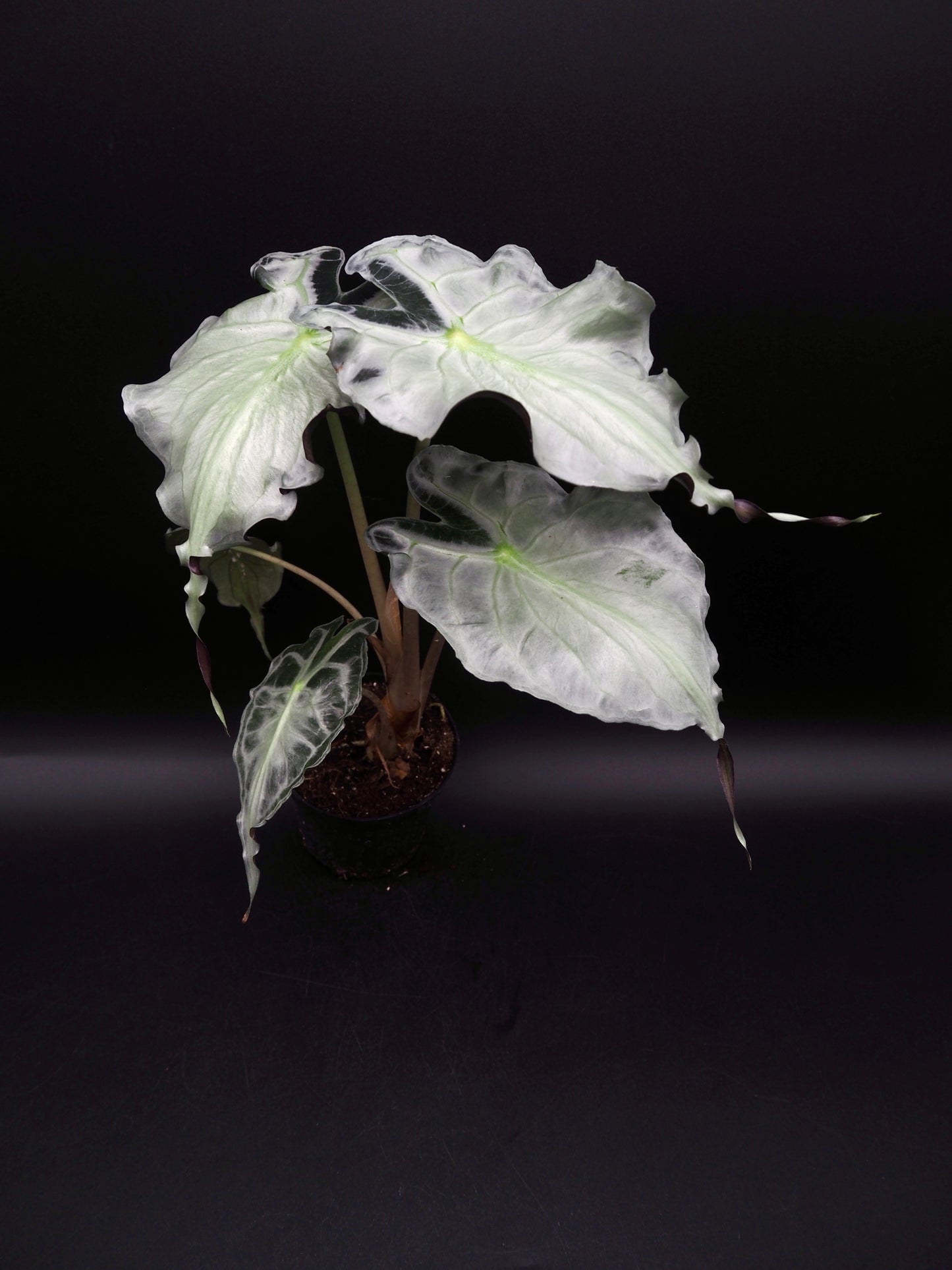 Alocasia Venom XL