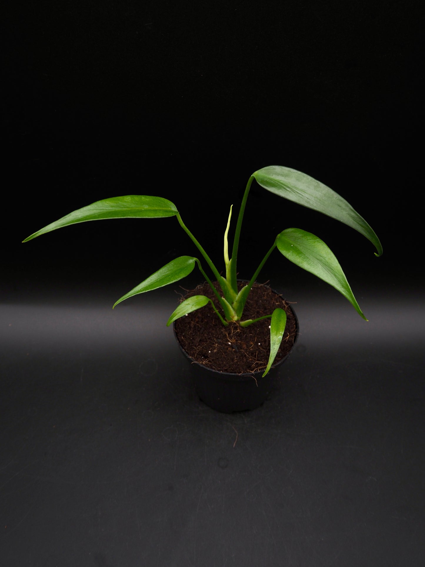 Monstera Burle Marx Flame