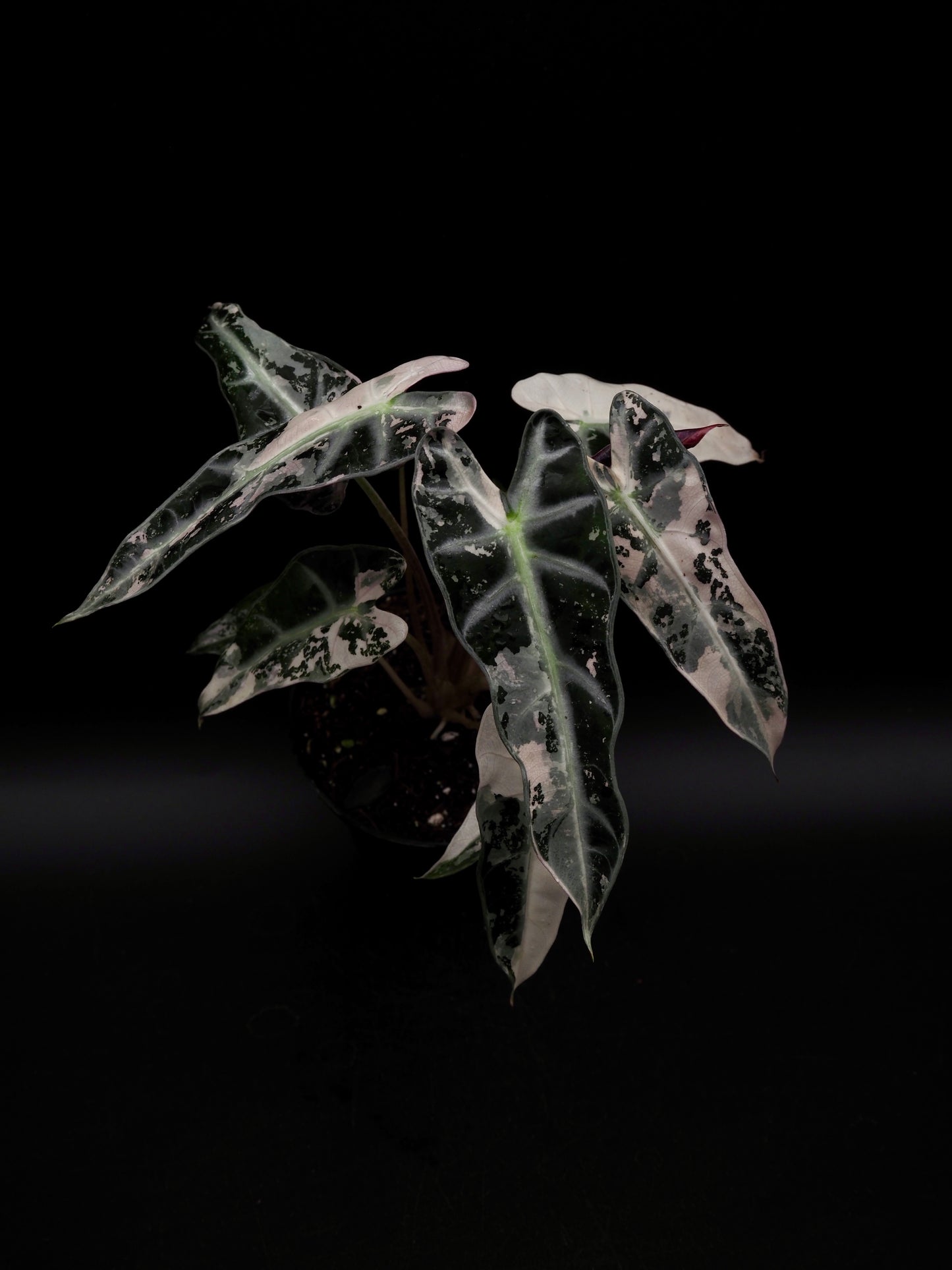 Alocasia Bambino Pink Variegata