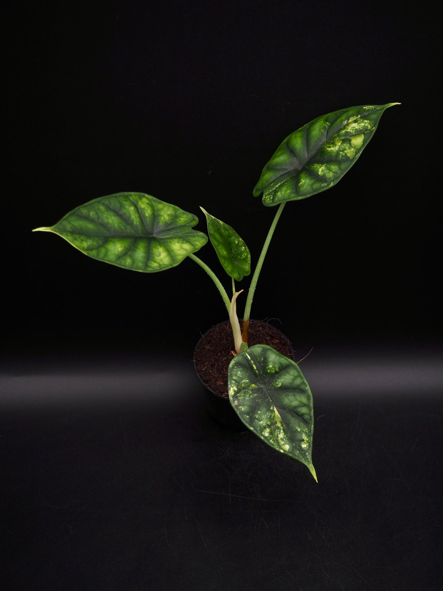 Alocasia Dragon Scale Aurea