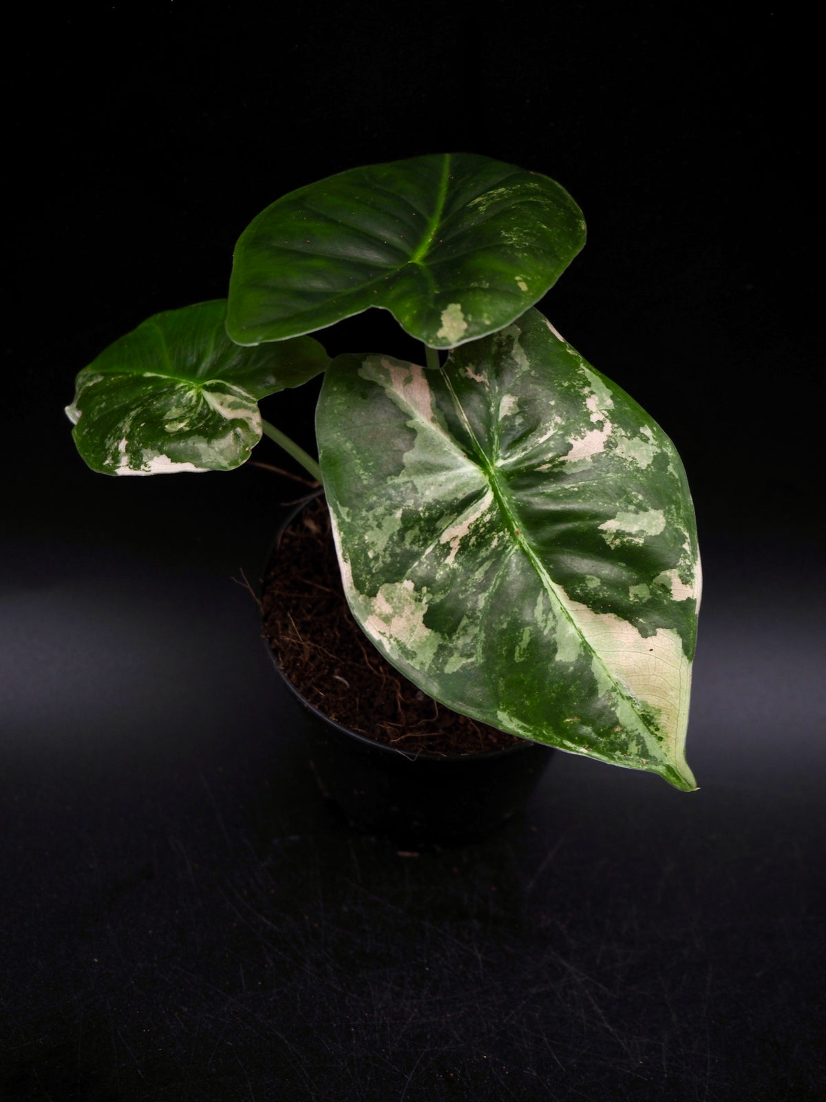 Alocasia Golden Bone Pink Variegata