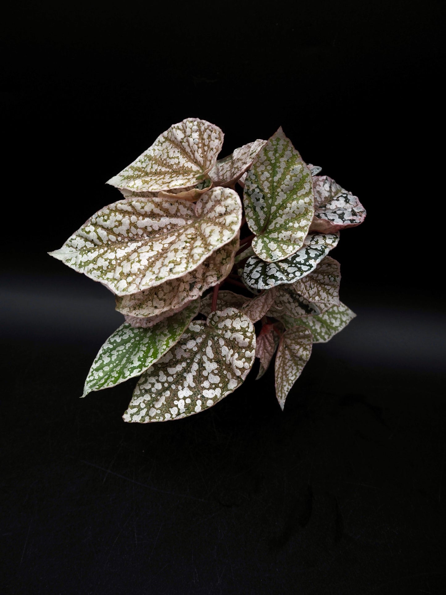 Begonia Snow capped variegata