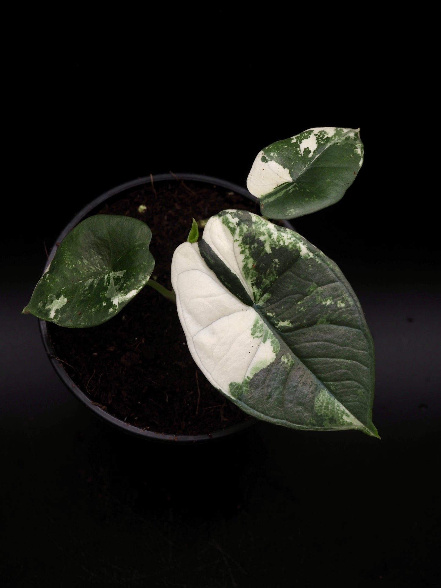 Alocasia Platinum Albo
