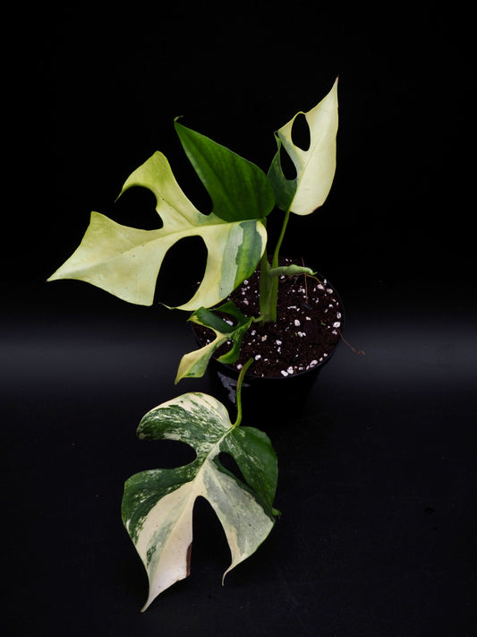 Rhaphidophora Tetrasperma Aurea Variegata