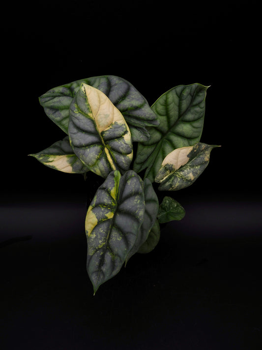 Alocasia Silver Dragon Aurea