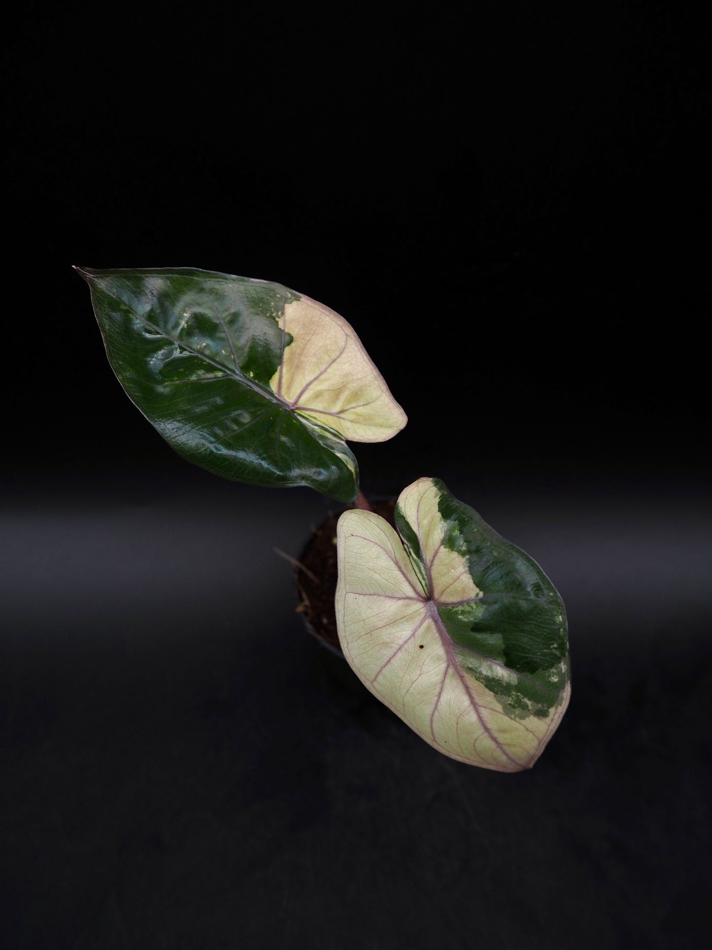 Alocasia Yucatan Princess Pink