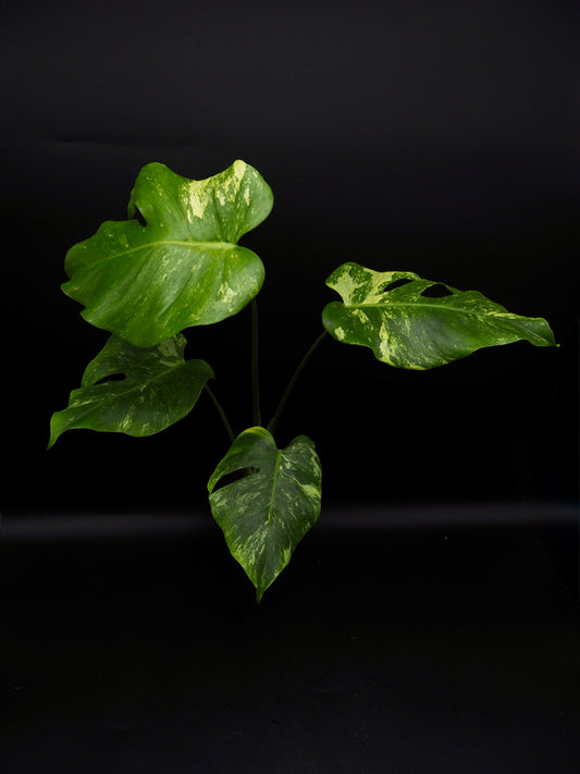 Monstera Ocean Mint
