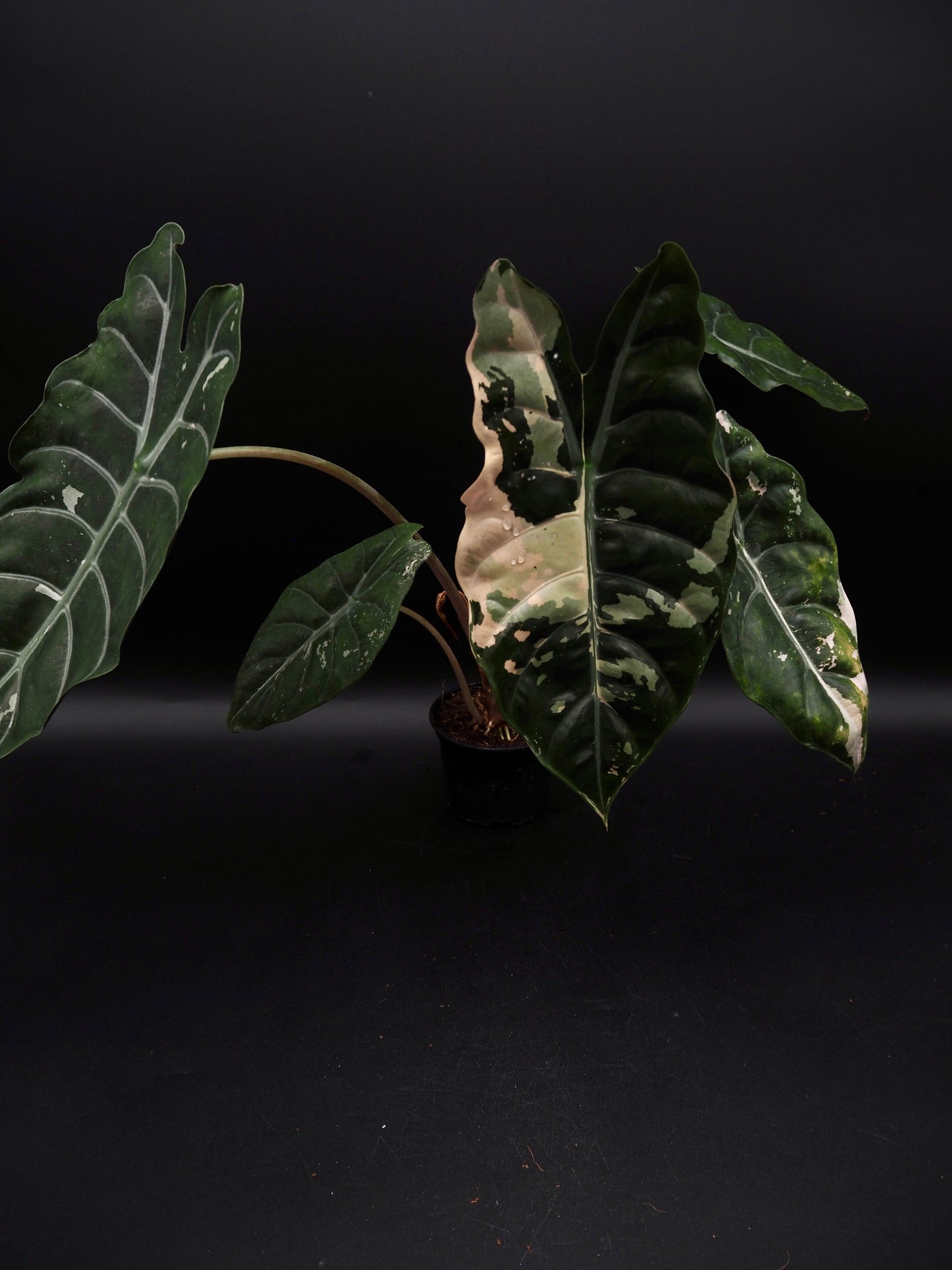 Alocasia Chantrieri Pink Variegata