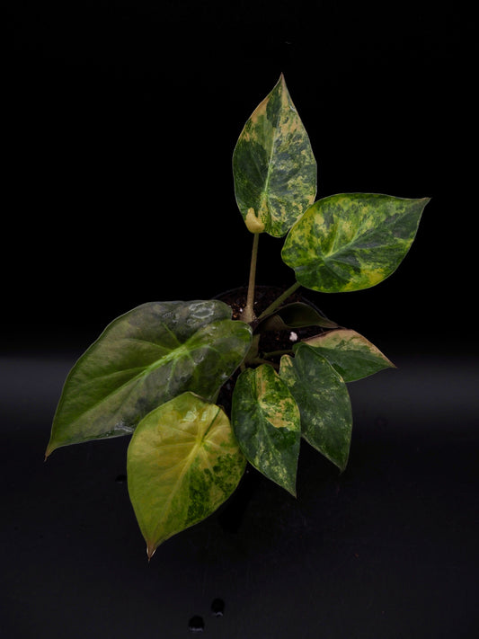 Alocasia Wentii Sunset Aurea