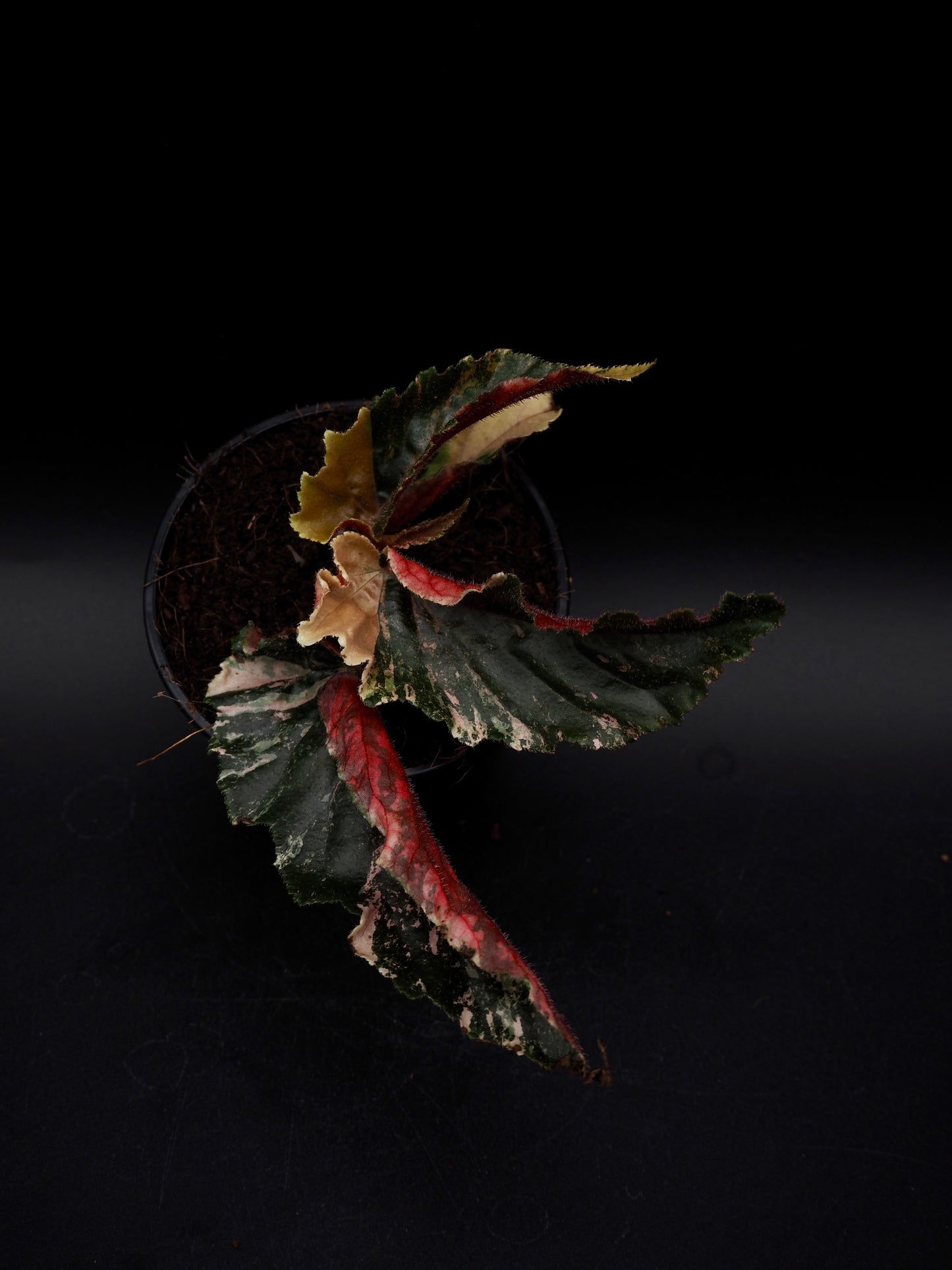 Begonia Ginny Galaxy