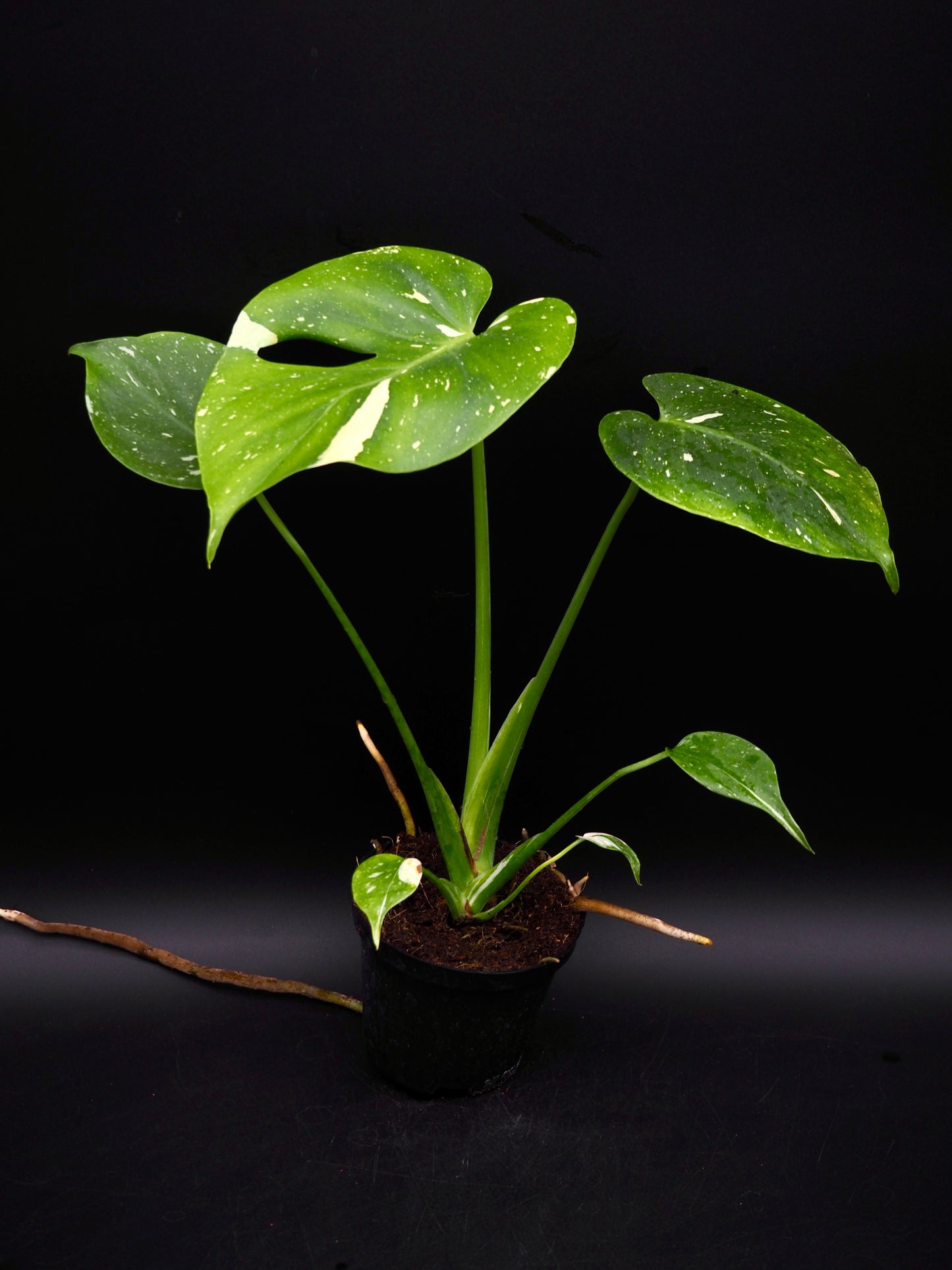 Monstera Thai Constellation