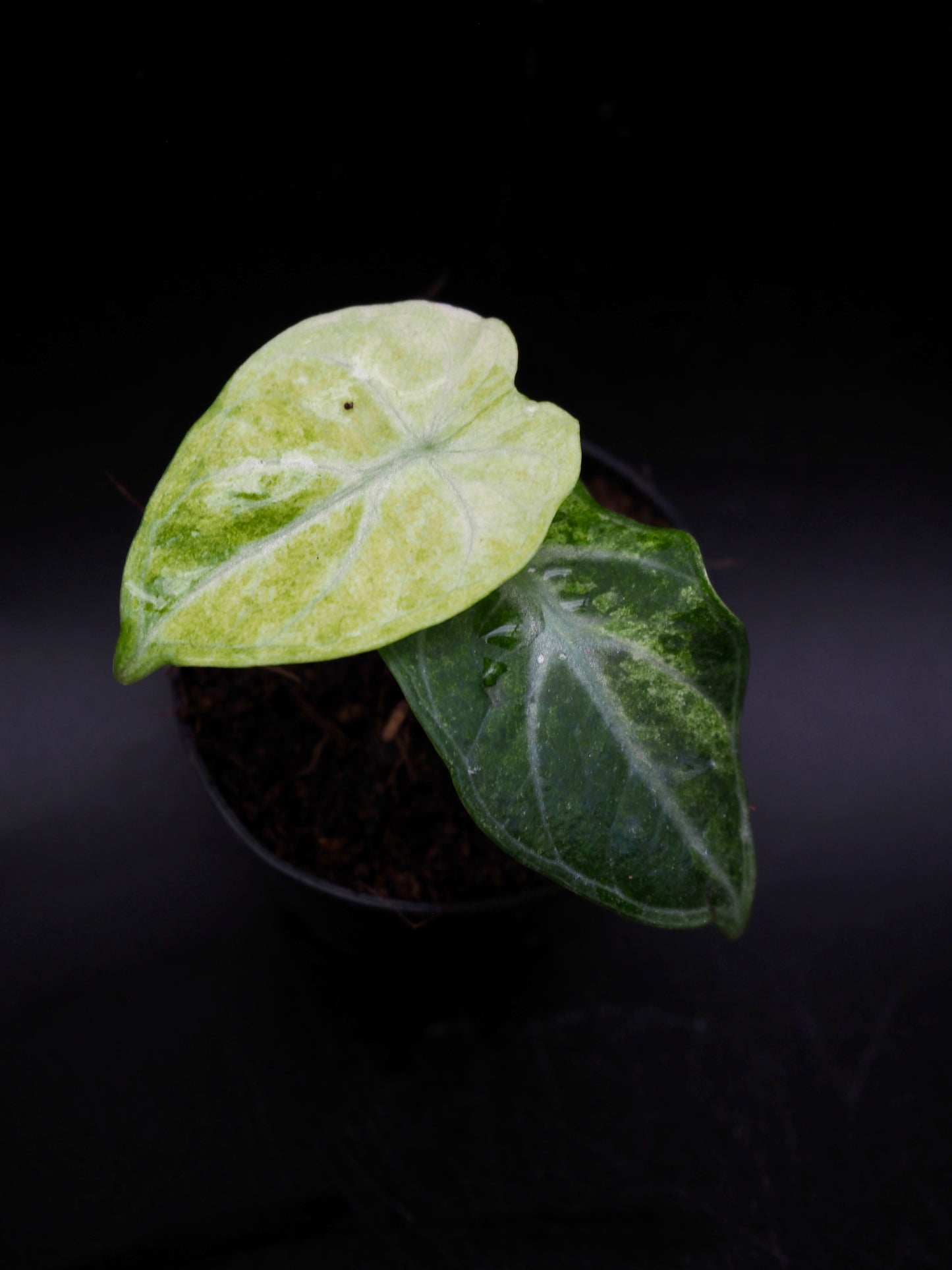 Alocasia Ninja Tricolor