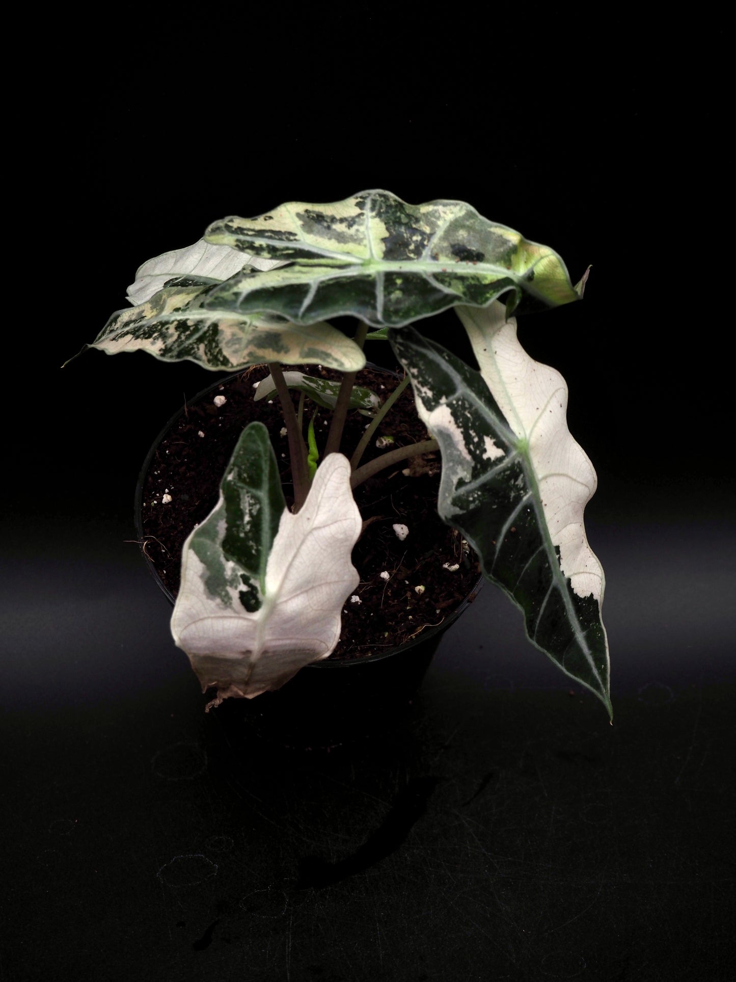 Alocasia Polly Pink Variegata