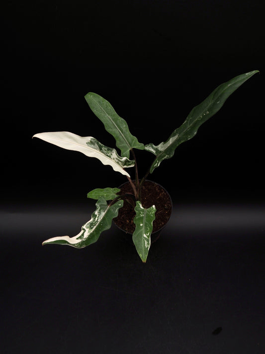 Alocasia Lauterbachiana Albo Variegata