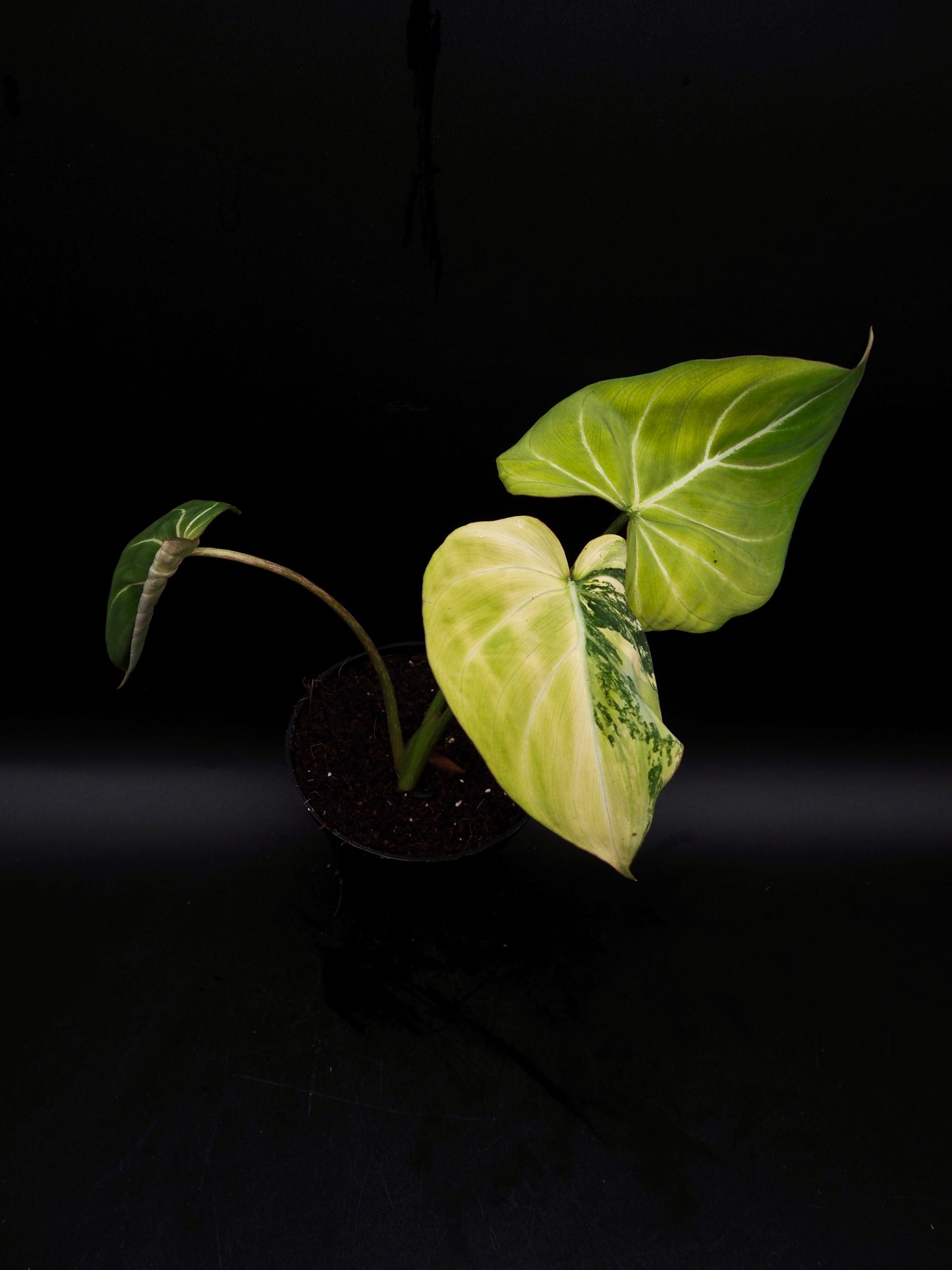 Philodendron Gloriosum Aurea